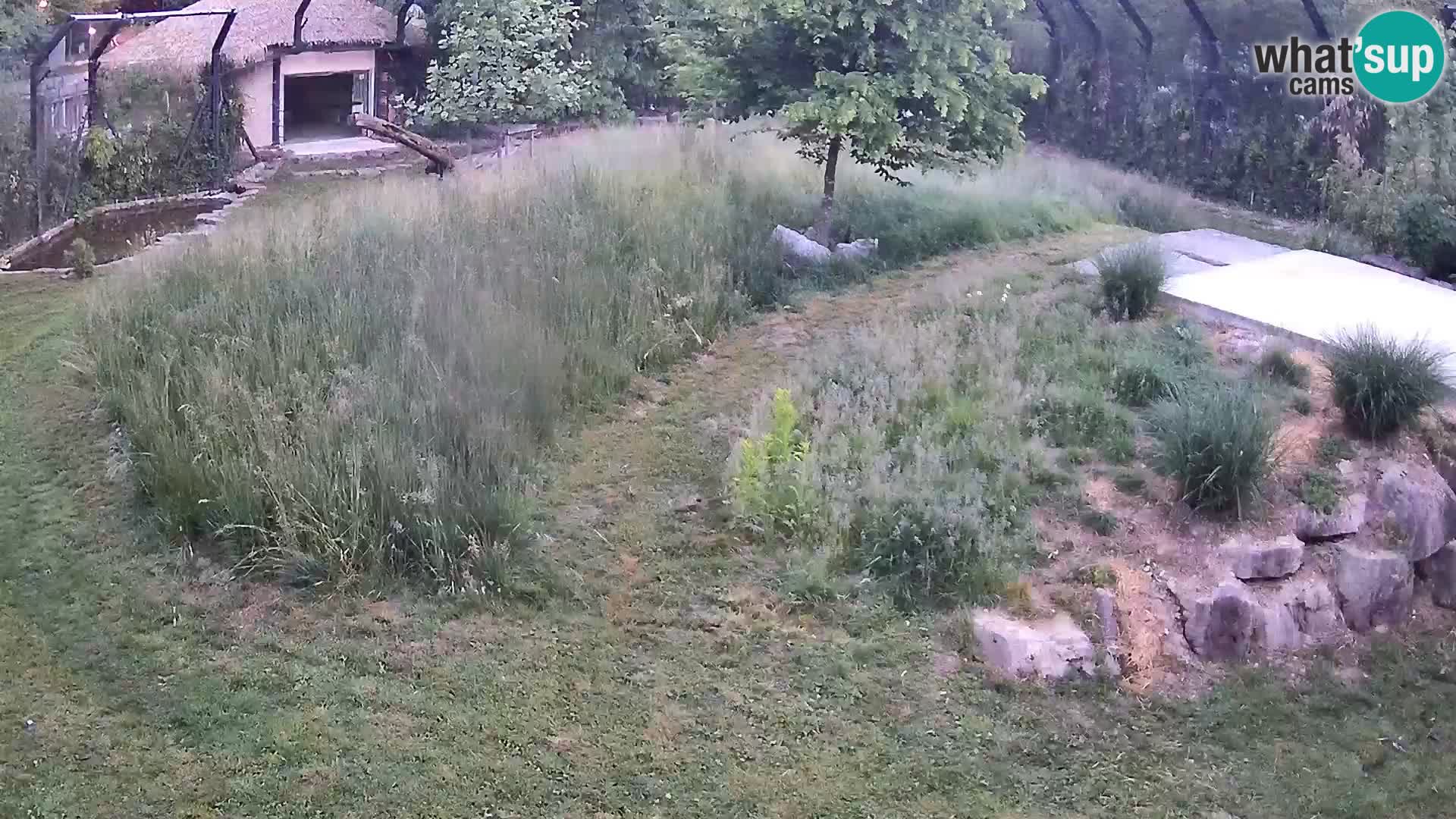 Live Ljubljana Zoo webcam Lion