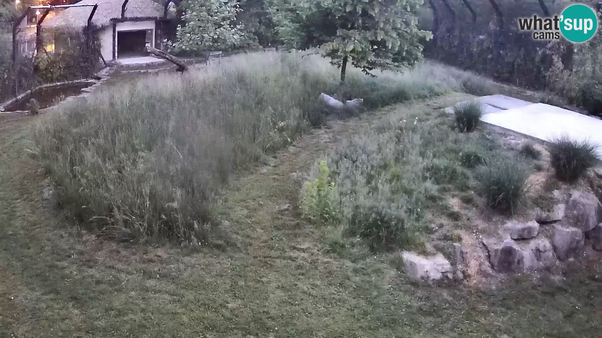 Zoo Ljubljana web kamera Lavovi