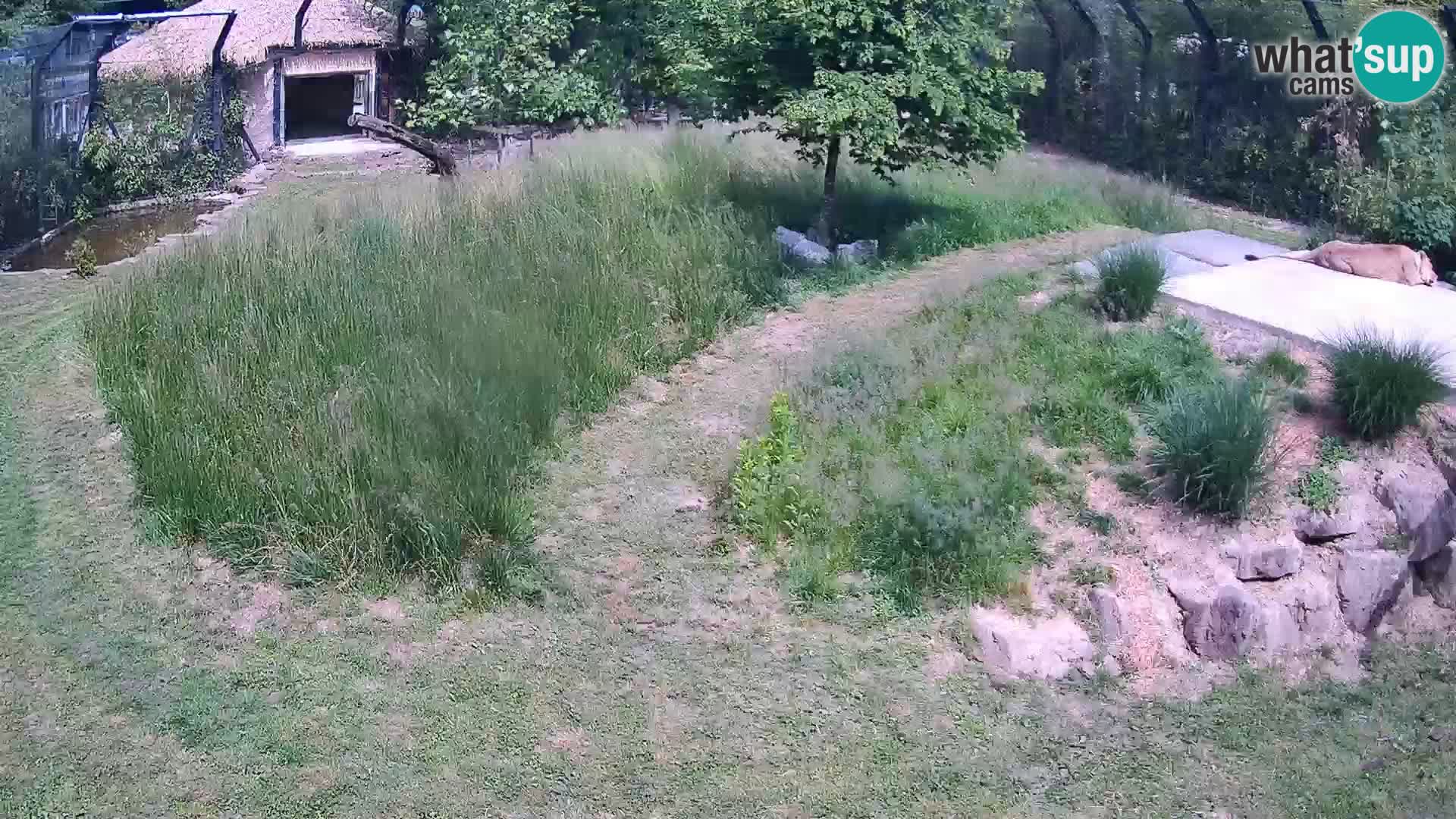 Live Ljubljana Zoo webcam Lion