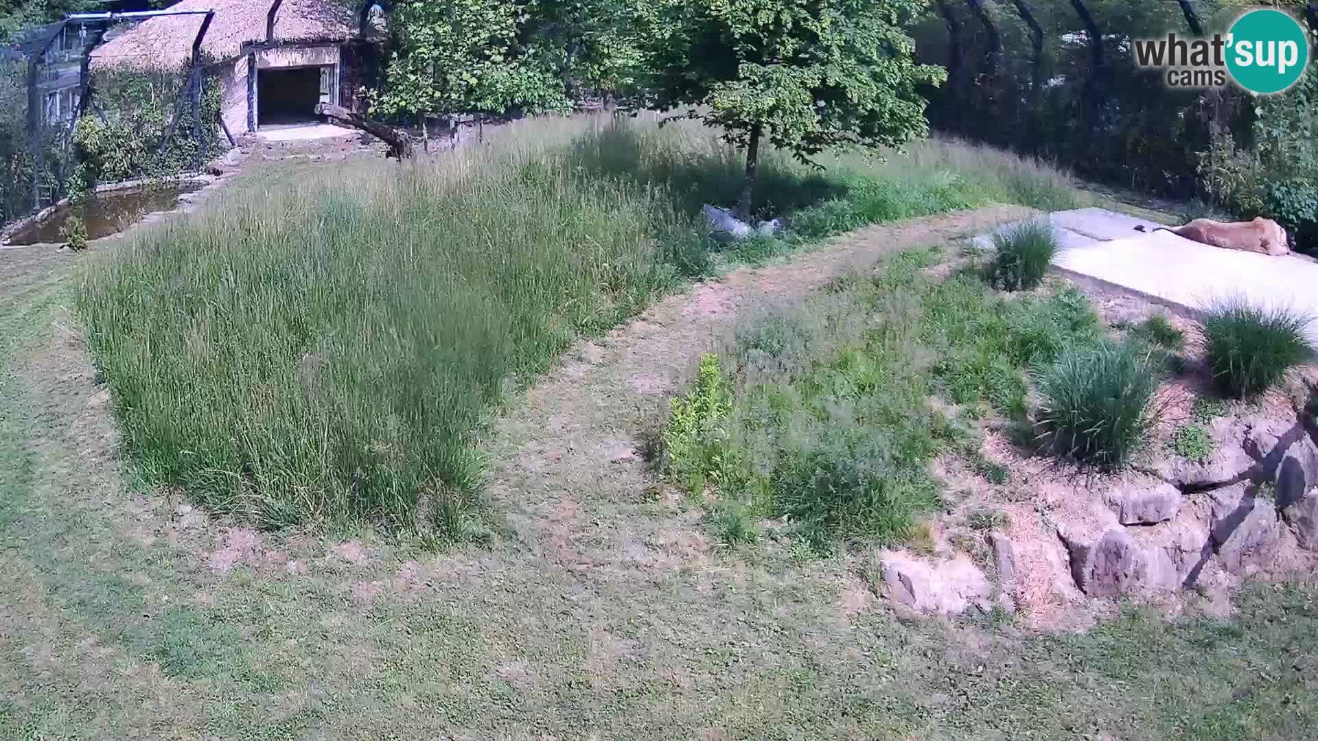Zoo Ljubljana web kamera Lavovi