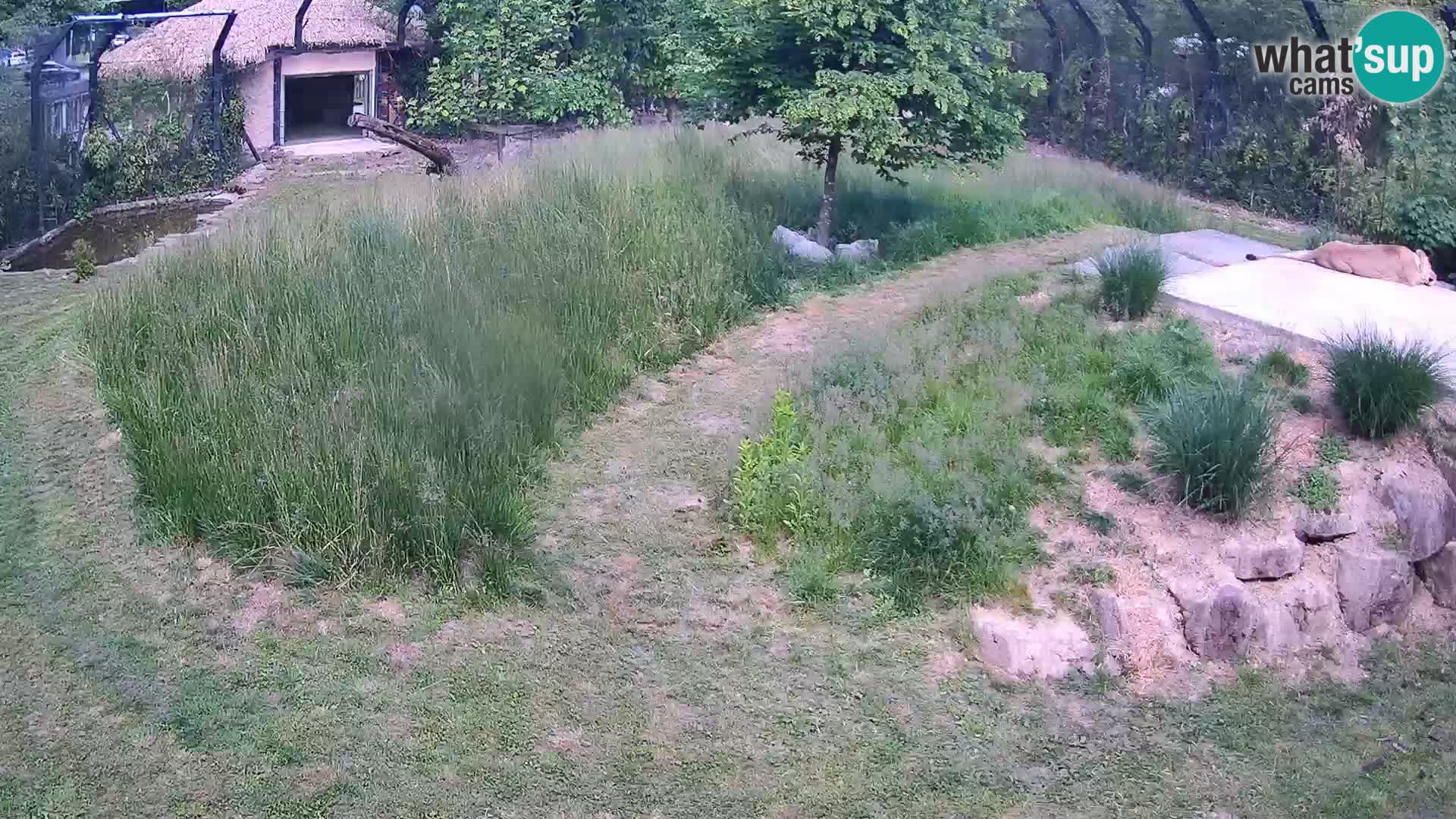 Zoo Ljubljana webcam Löwen