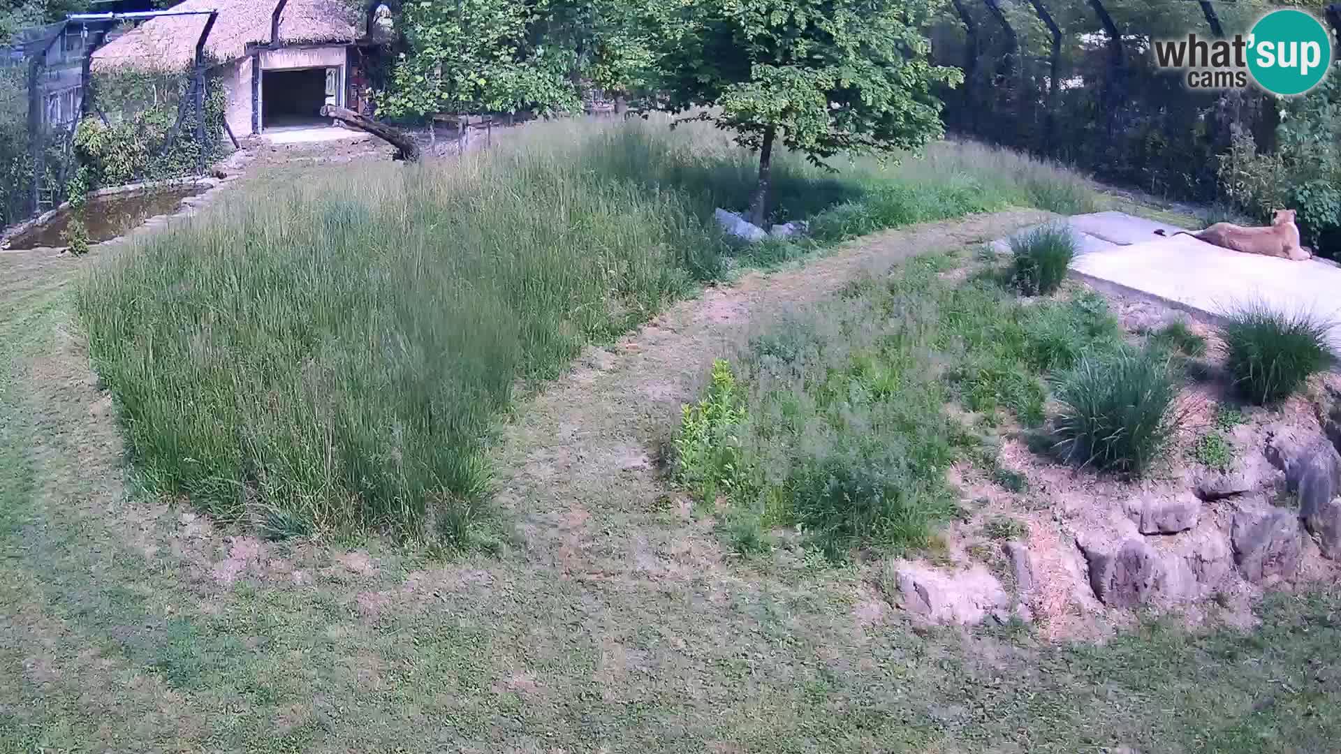 Zoo Lubiana live webcam Leoni