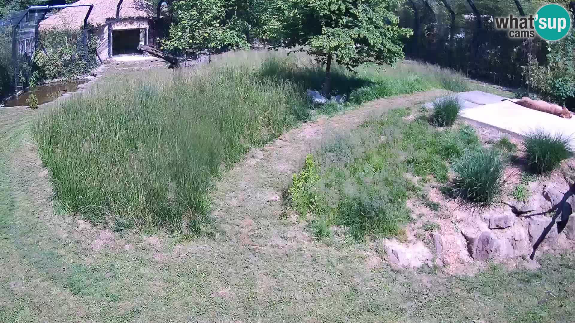 Zoo Ljubljana web kamera Lavovi