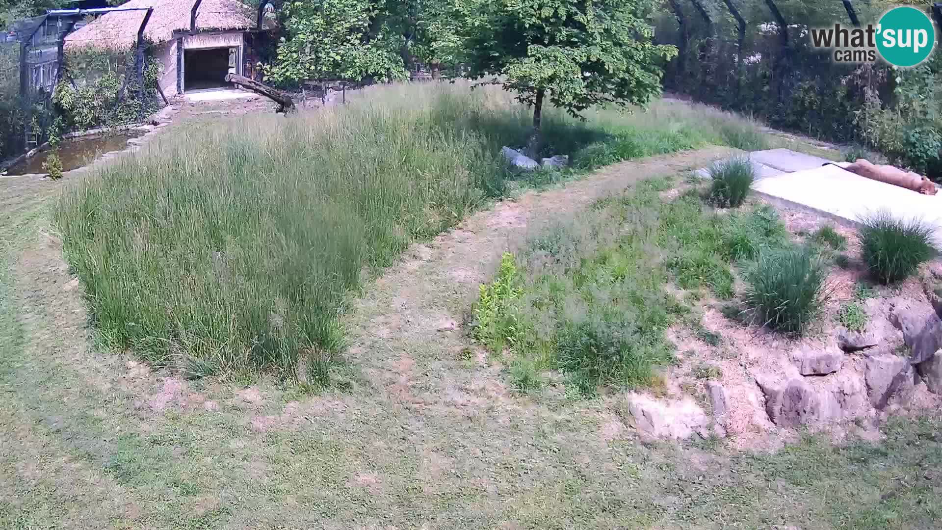 Ljubljana Zoo webcam Lion