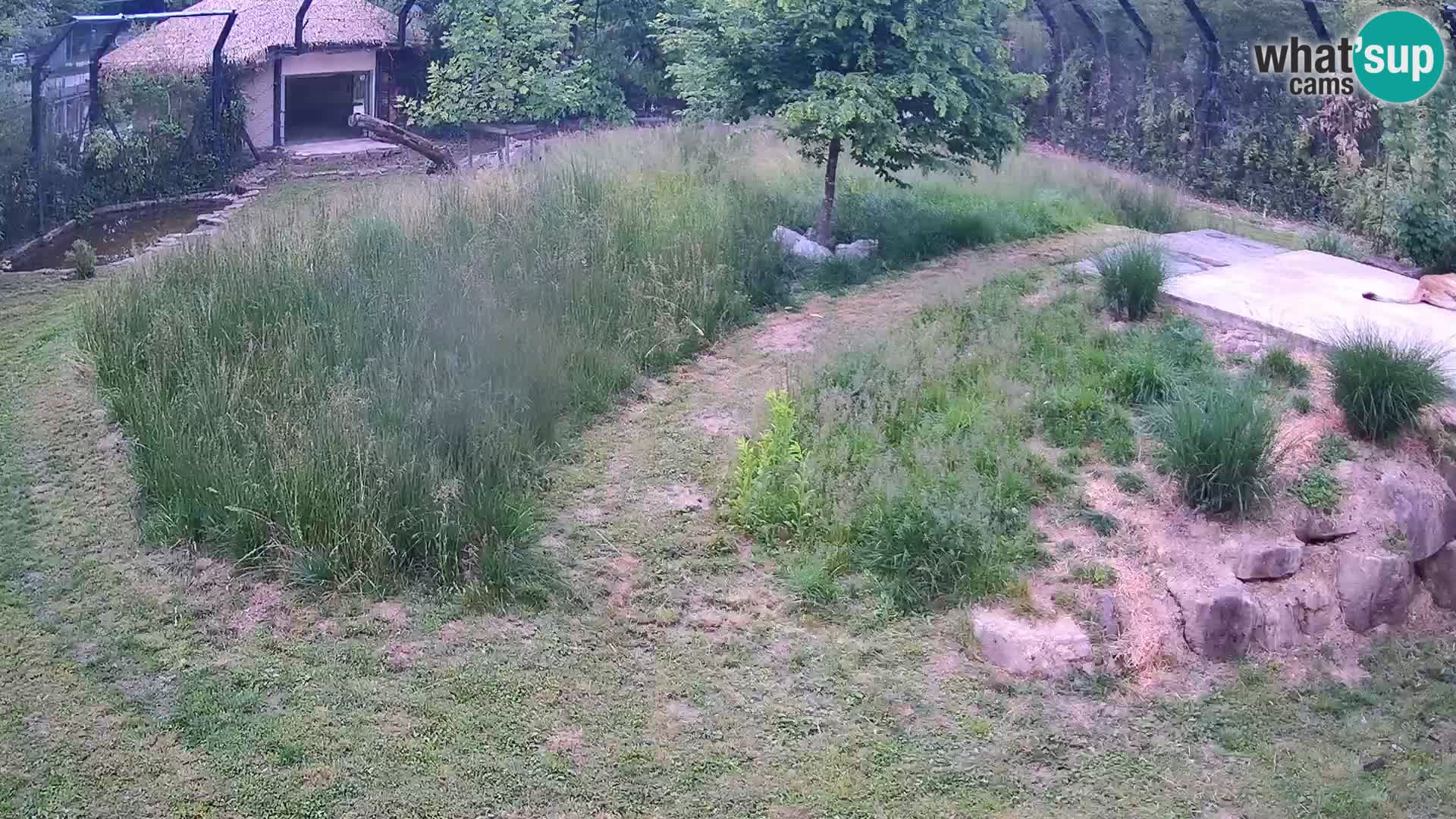 Zoo Ljubljana camera en vivo Leones