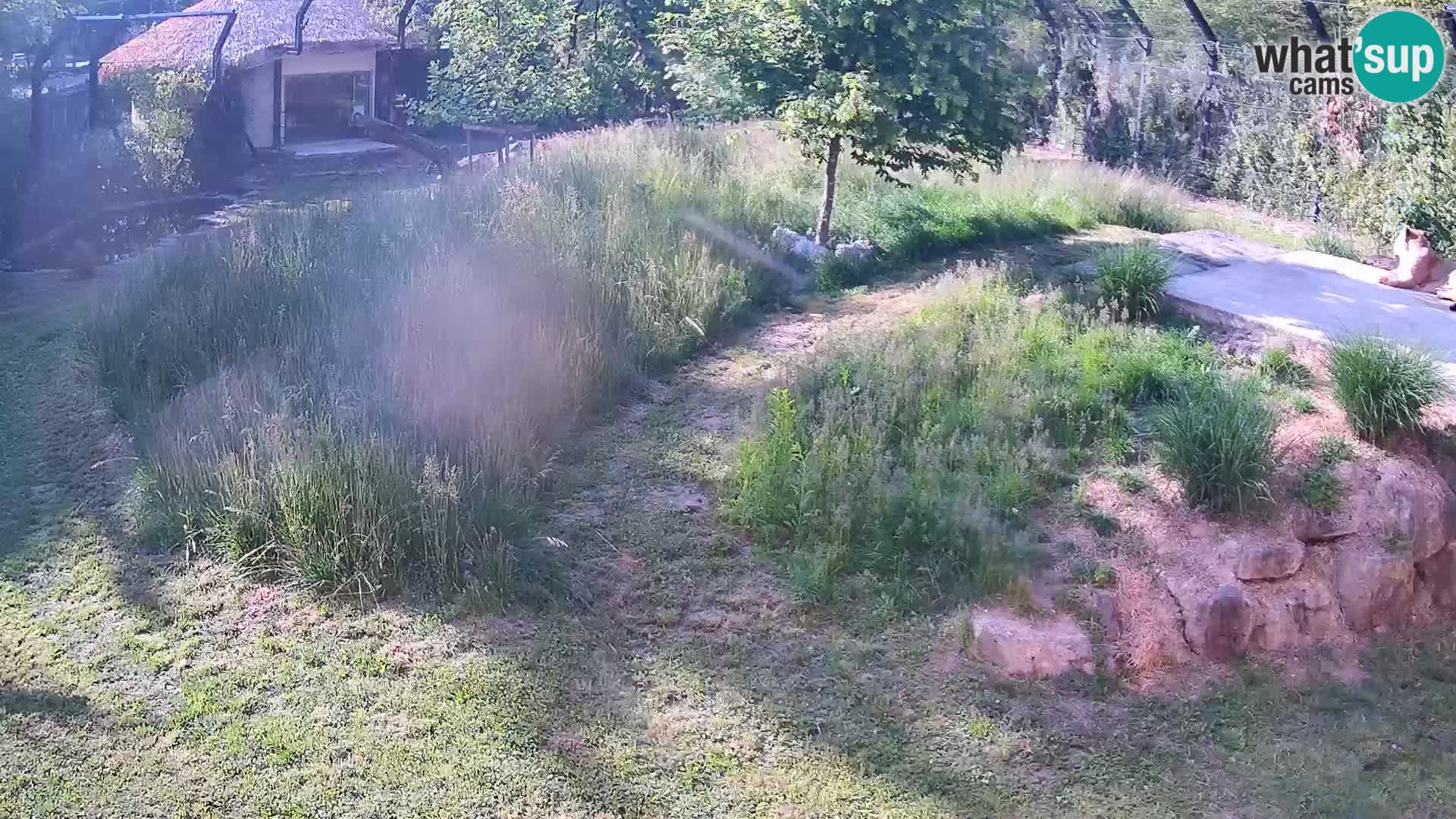 Zoo Lubiana live webcam Leoni