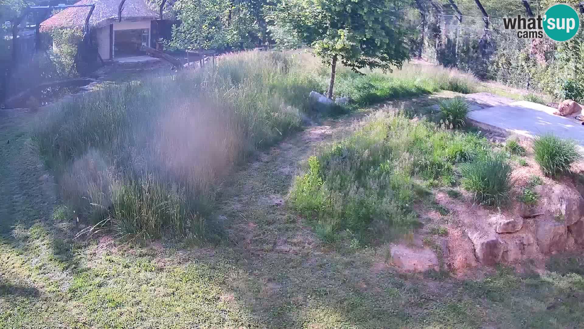Zoo Lubiana live webcam Leoni
