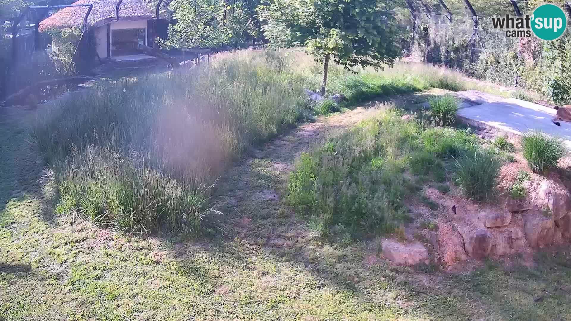 Zoo Ljubljana camera en vivo Leones