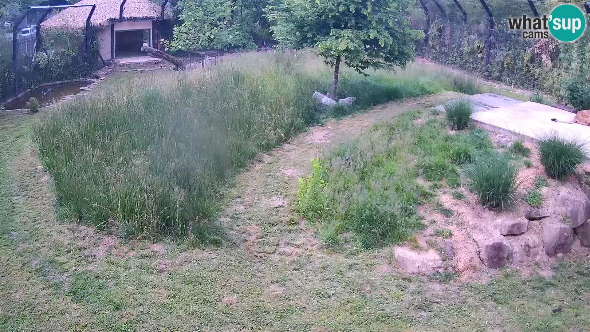 Zoo Lubiana live webcam Leoni