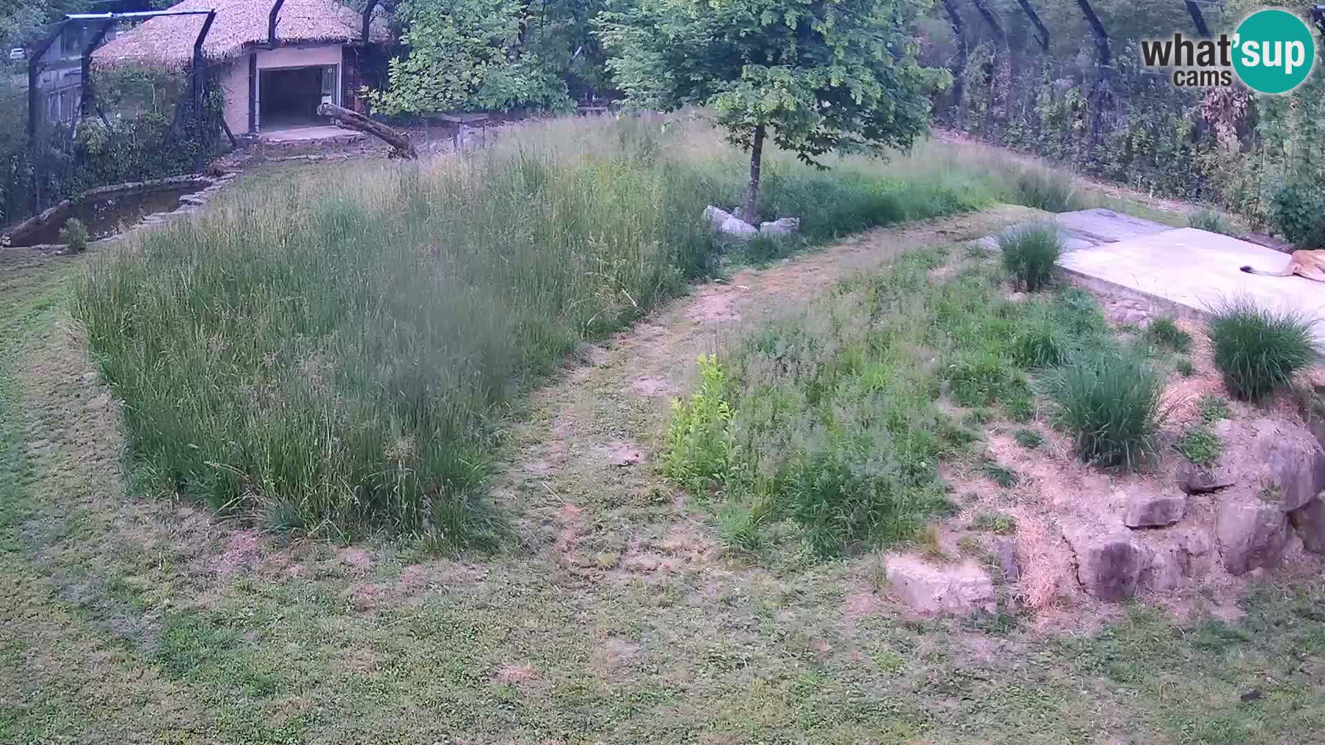 Zoo Ljubljana web kamera Lavovi