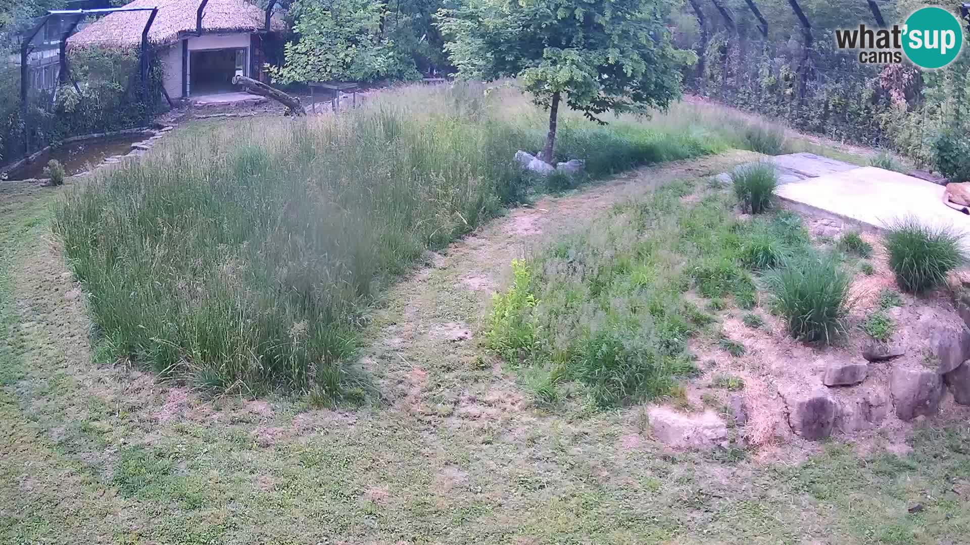 Zoo Ljubljana web kamera Lavovi