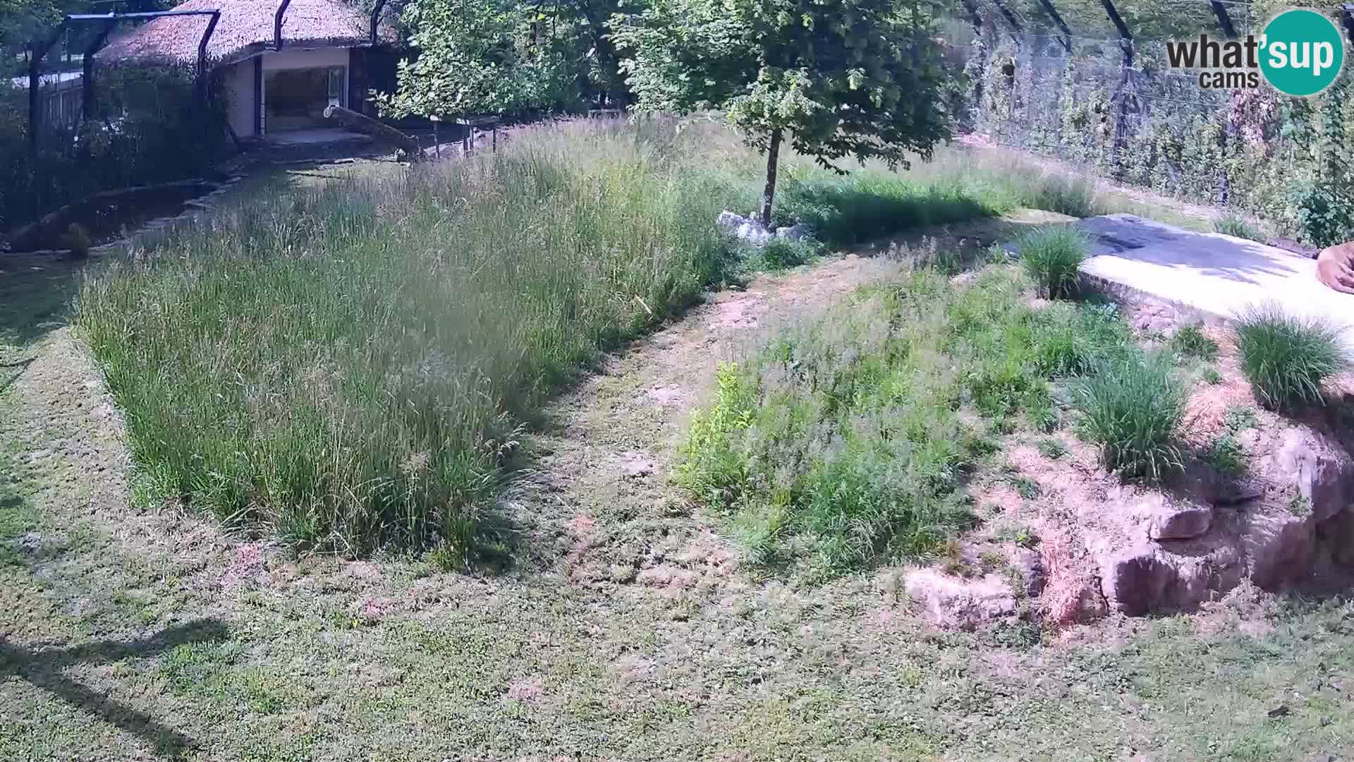 Zoo Ljubljana web kamera Lavovi