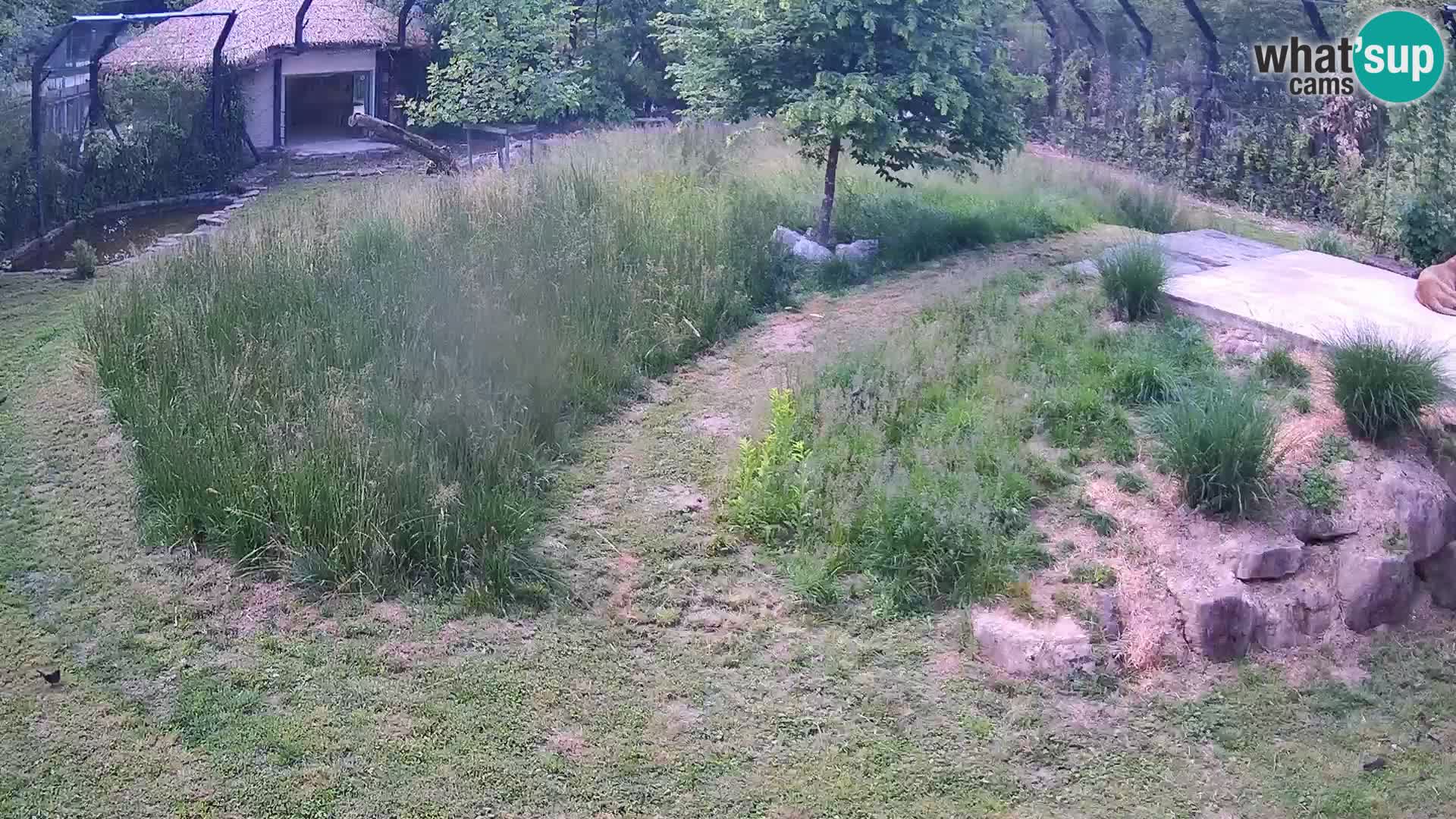 Zoo Ljubljana camera en vivo Leones
