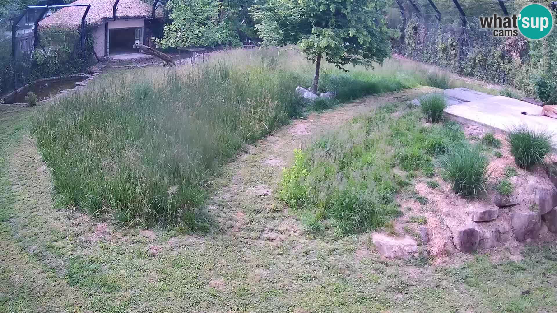 Zoo Ljubljana camera en vivo Leones