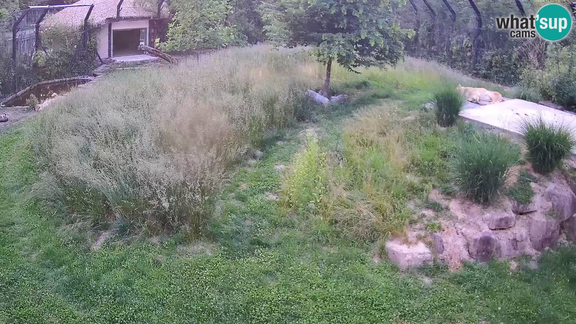 Zoo Lubiana live webcam Leoni