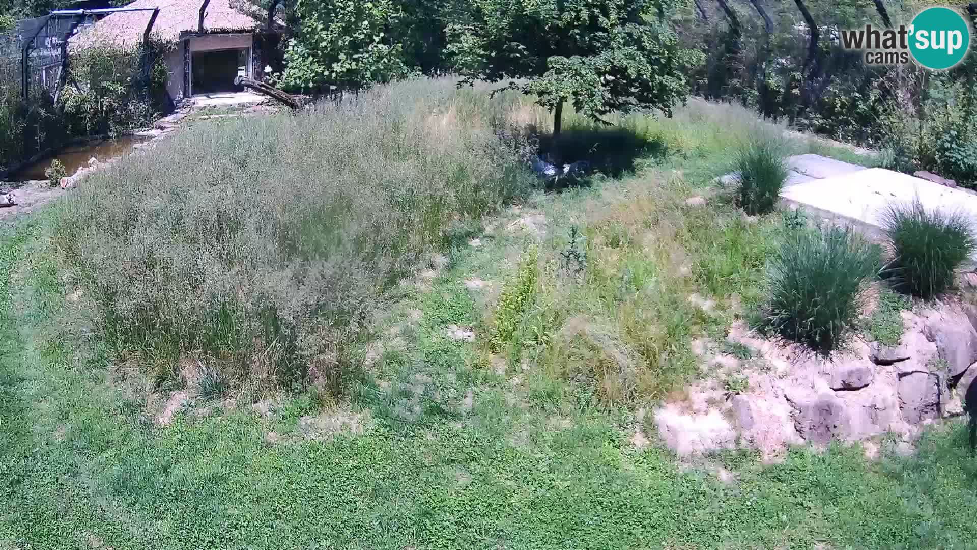 Live Ljubljana Zoo webcam Lion