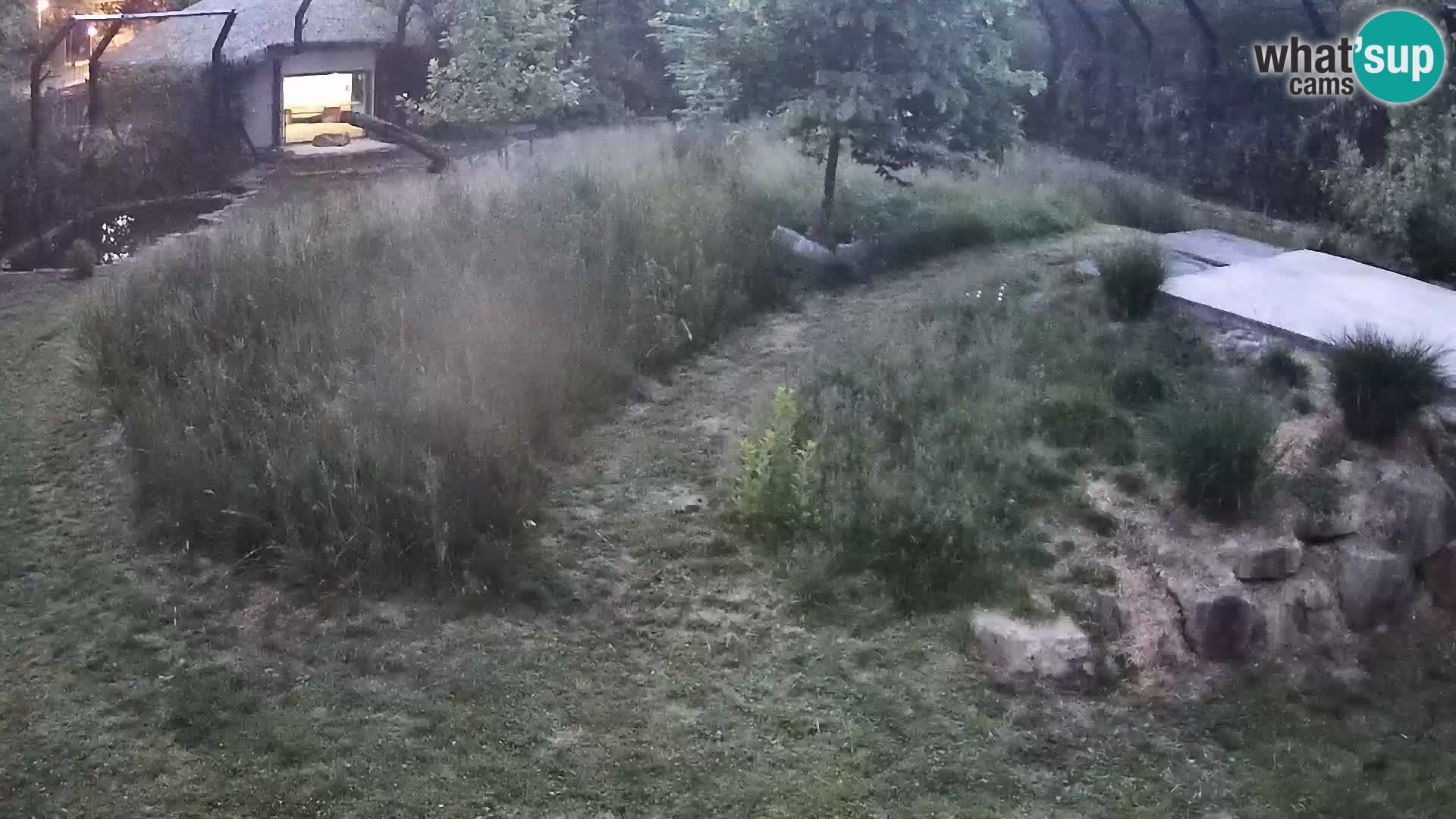 Živalski vrt Ljubljana kamera v živo Levi
