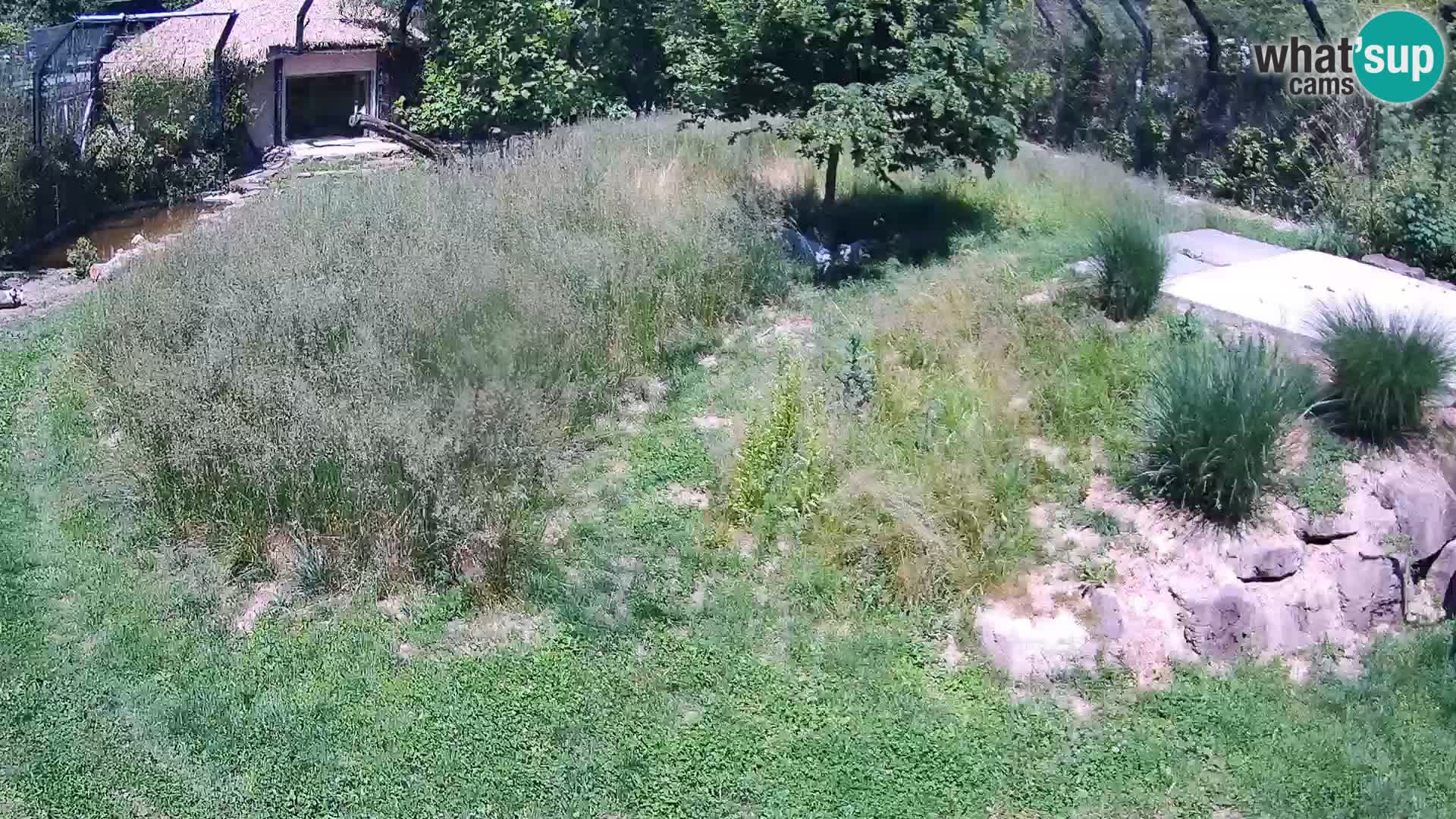 Live Ljubljana Zoo webcam Lion