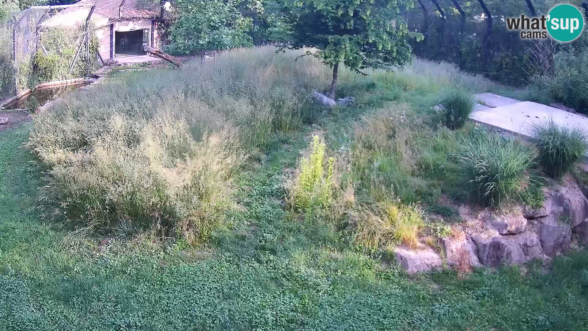 Zoo Ljubljana web kamera Lavovi
