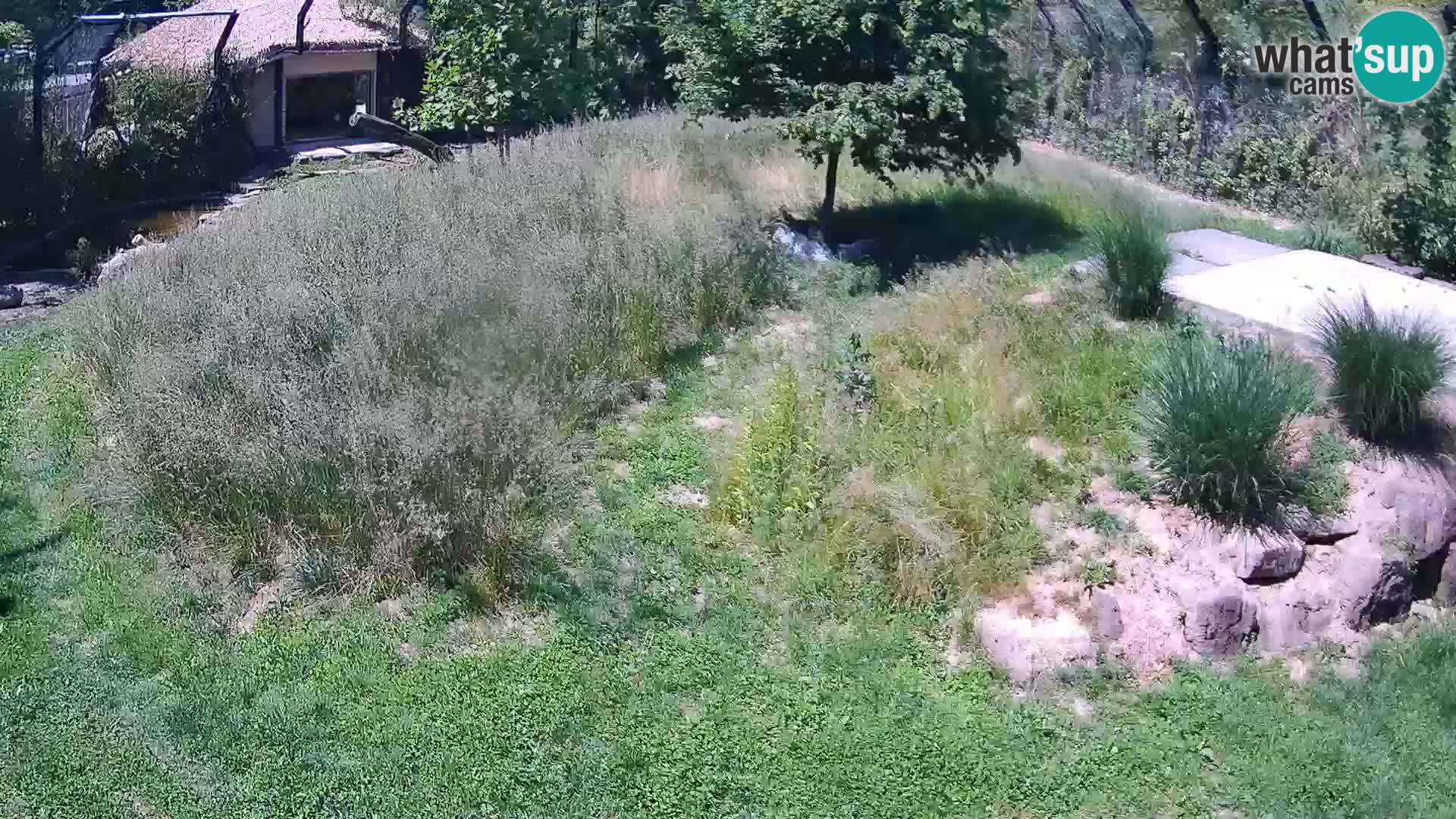 Zoo Lubiana live webcam Leoni