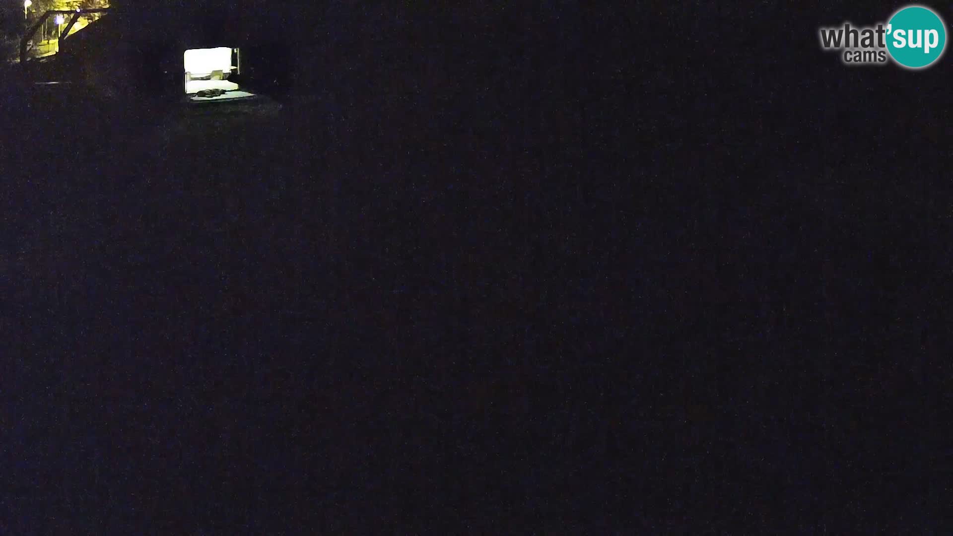 Ljubljana Zoo webcam Lion