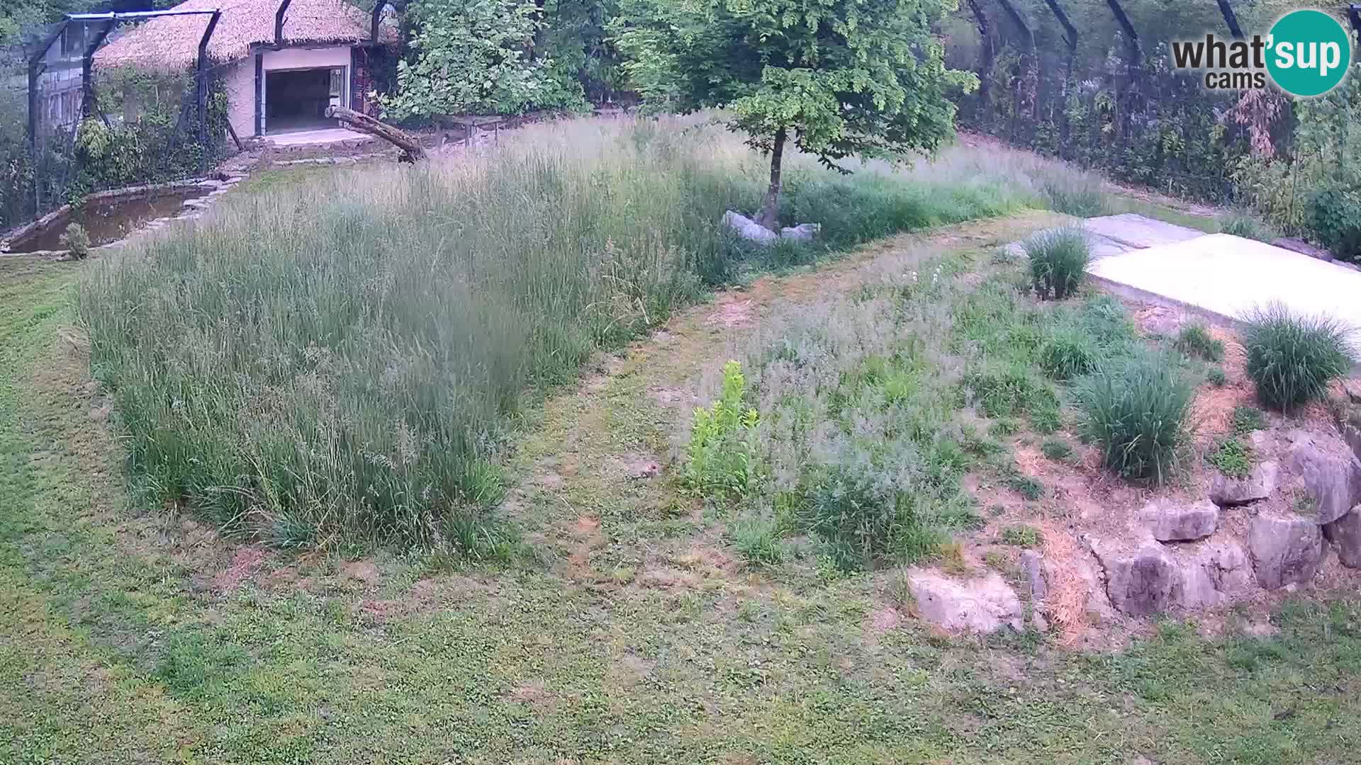 Zoo Ljubljana camera en vivo Leones