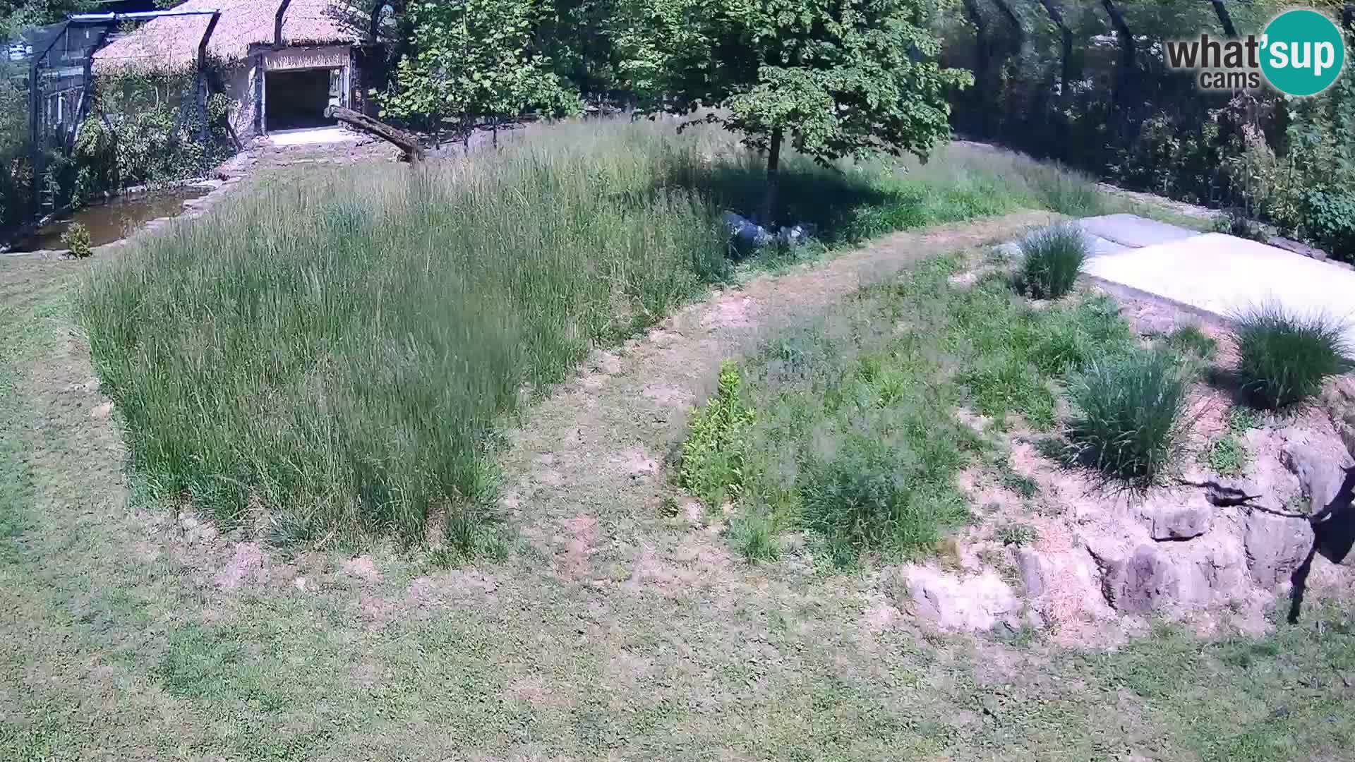 Živalski vrt Ljubljana kamera v živo Levi