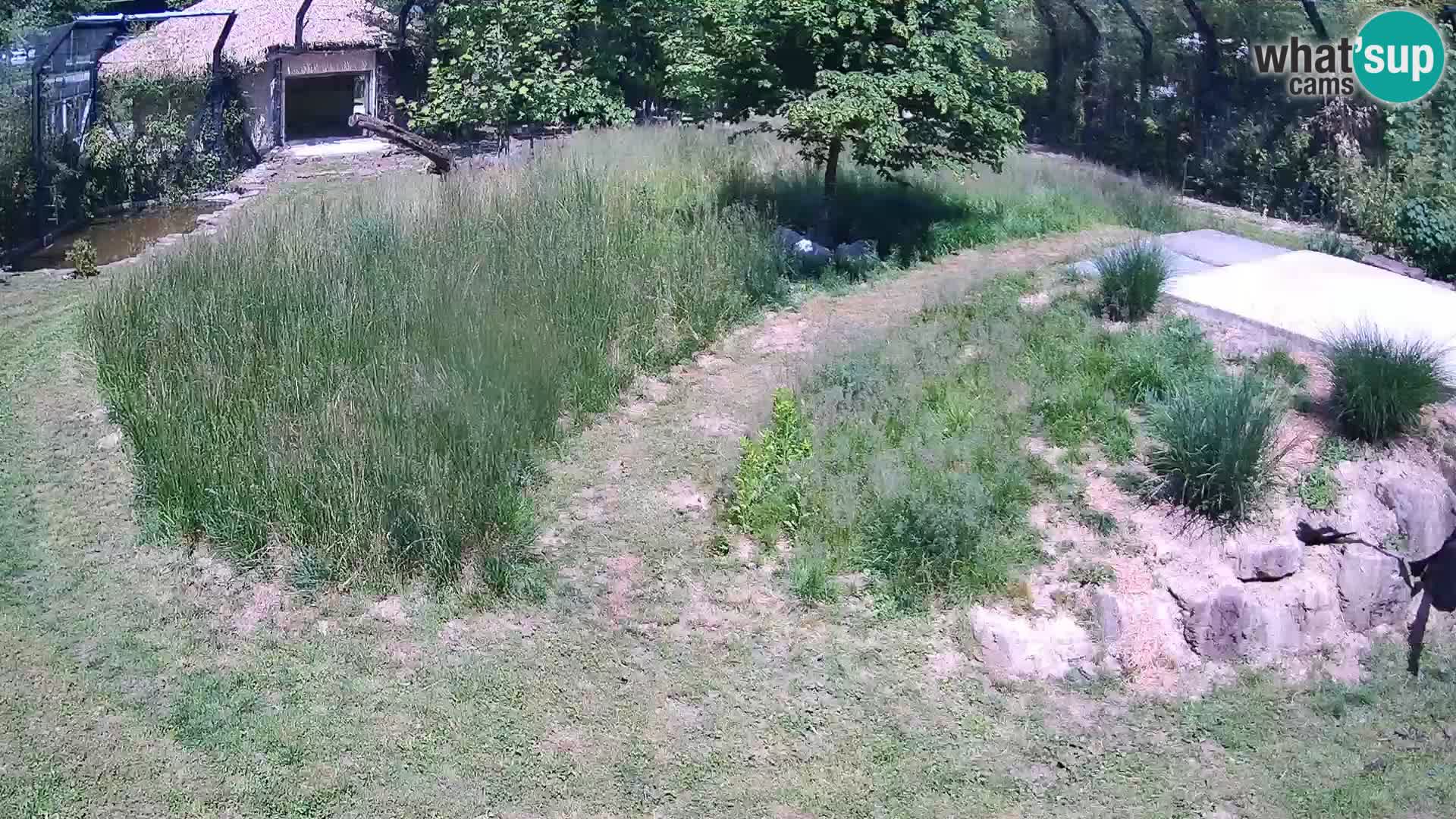 Zoo Ljubljana camera en vivo Leones
