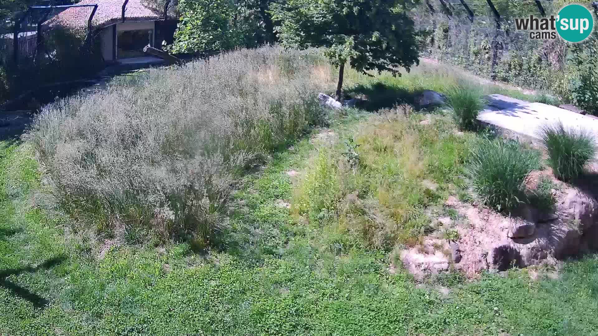 Zoo Ljubljana web kamera Lavovi