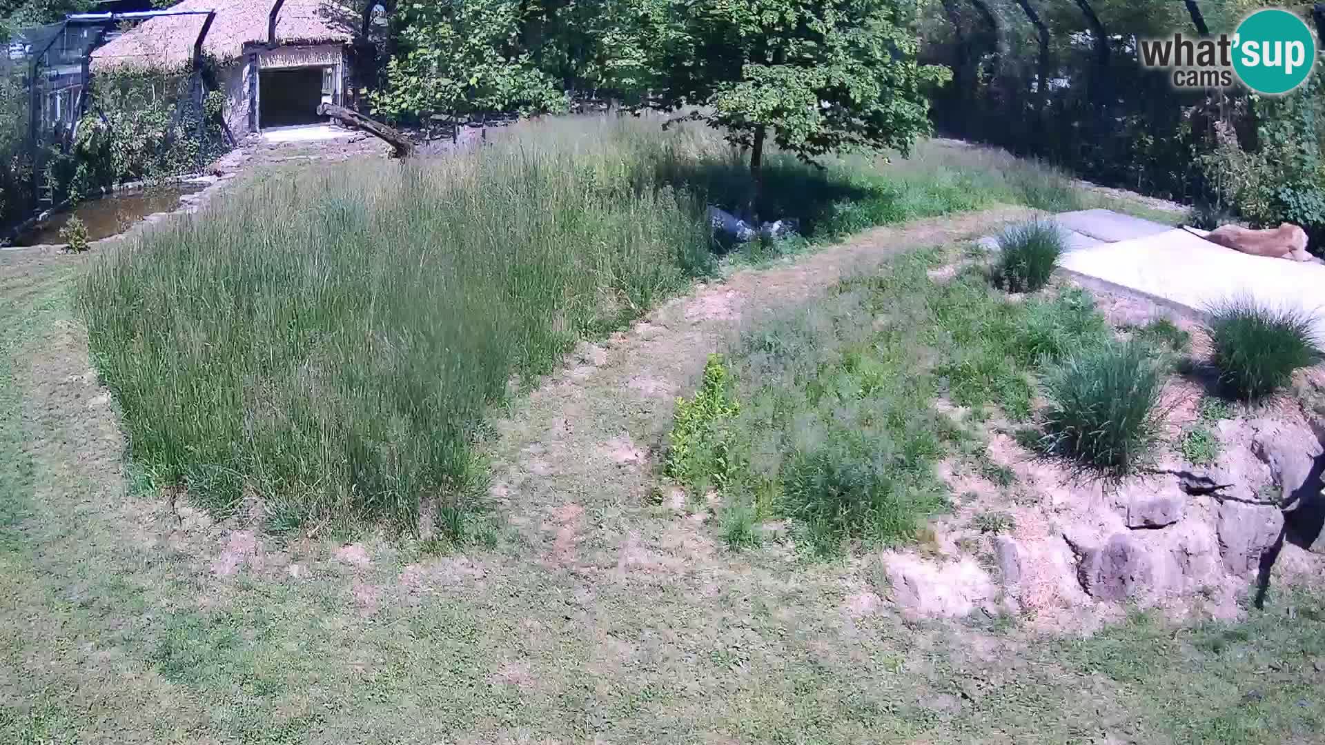Živalski vrt Ljubljana kamera v živo Levi