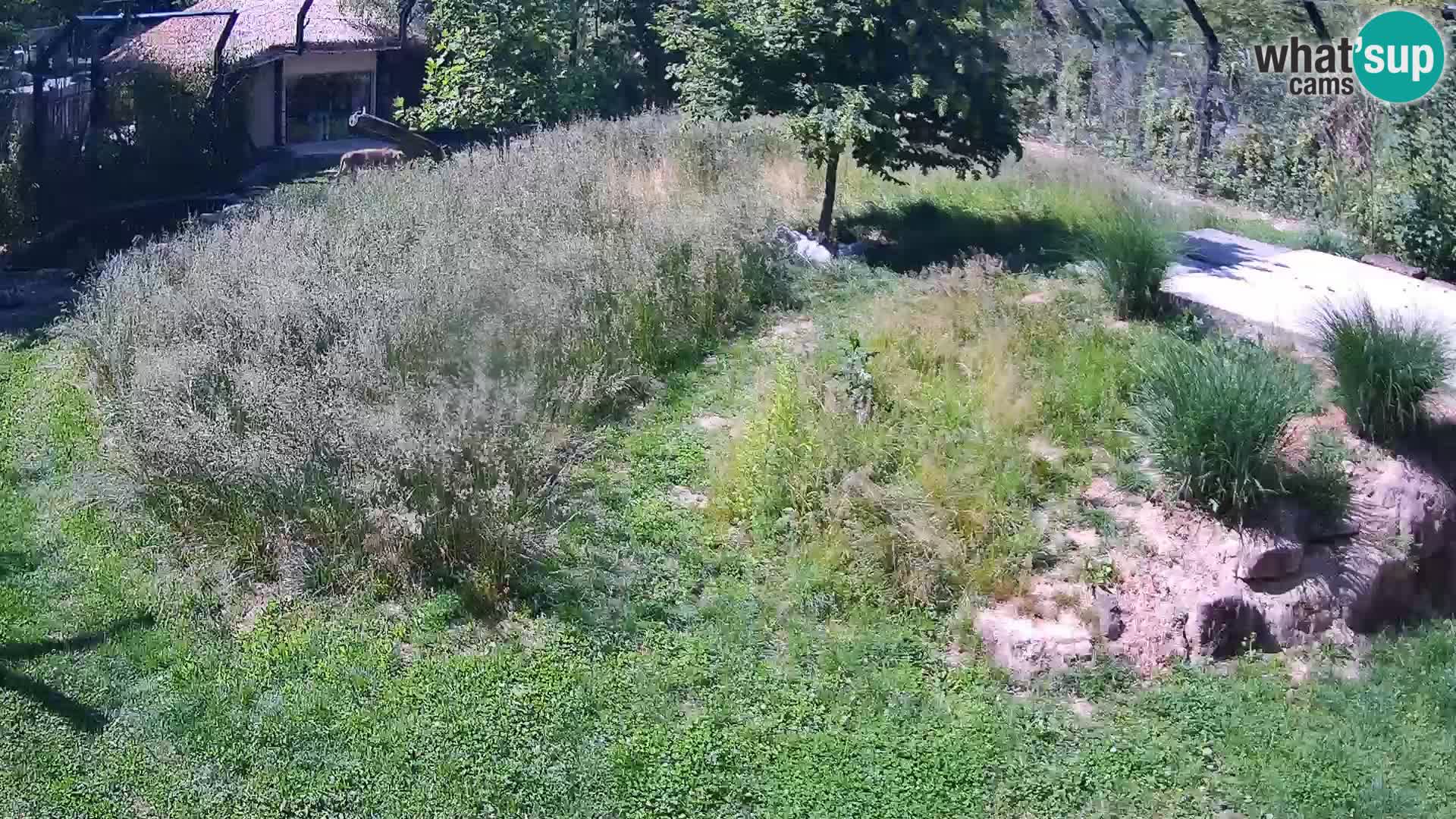 Live Ljubljana Zoo webcam Lion