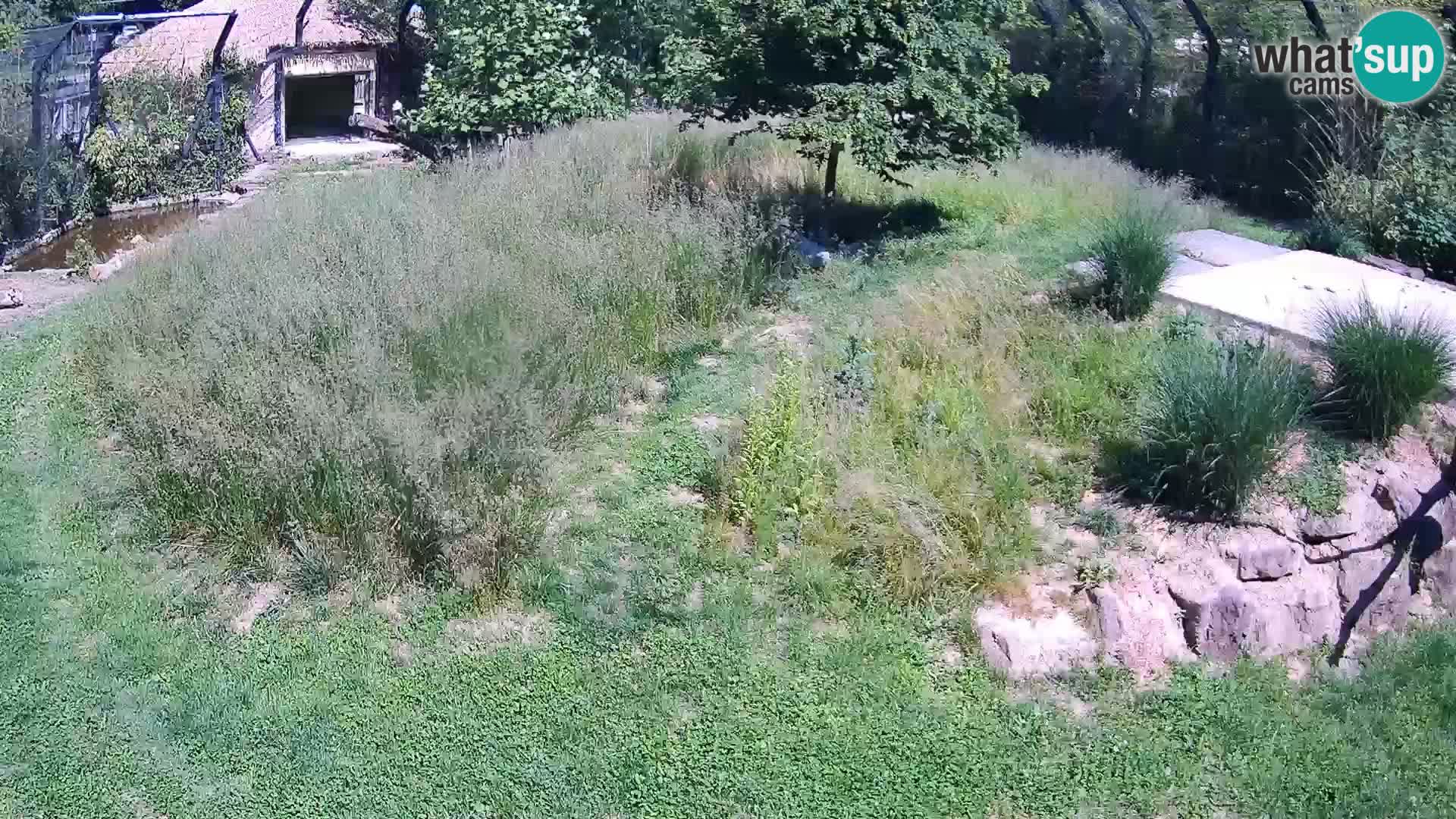 Zoo Lubiana live webcam Leoni