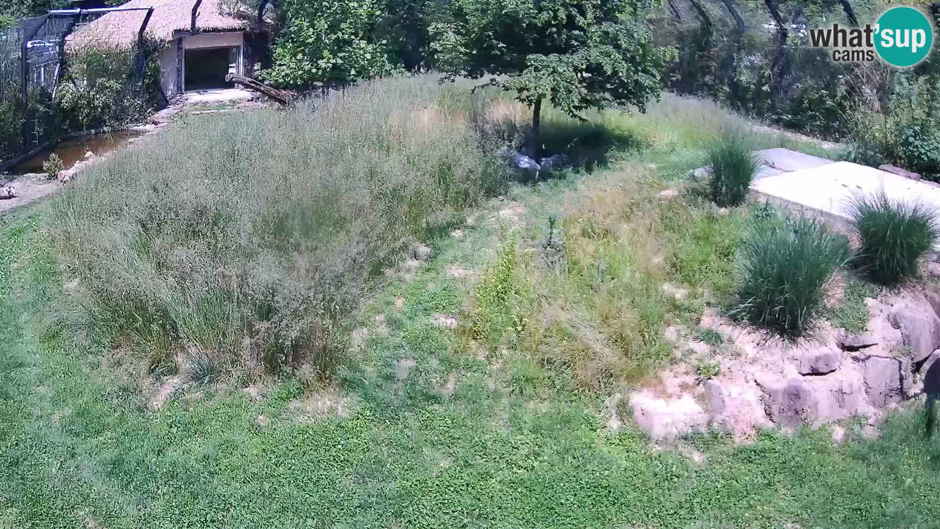 Live Ljubljana Zoo webcam Lion