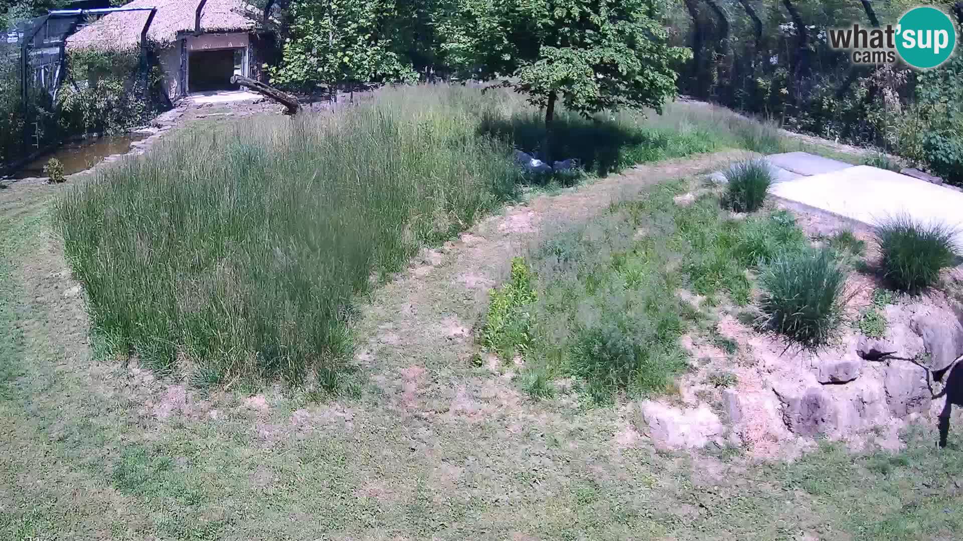 Živalski vrt Ljubljana kamera v živo Levi