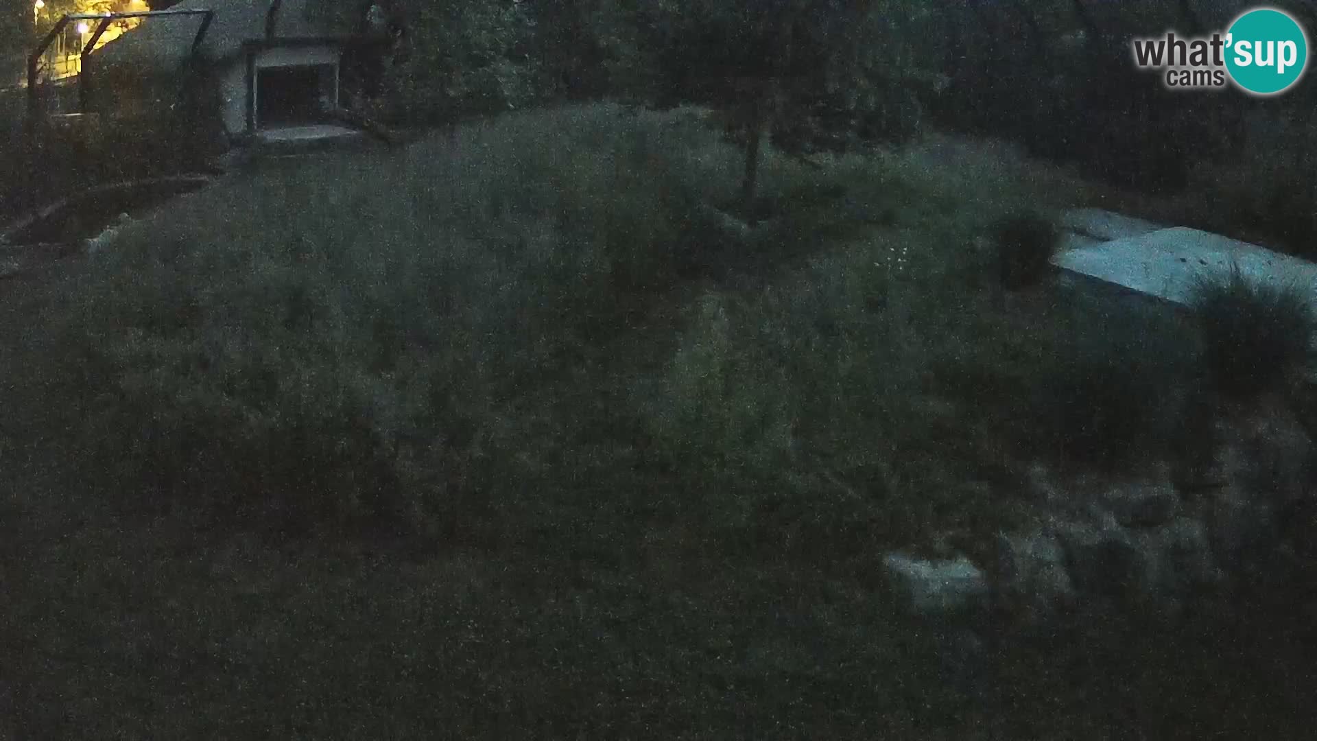 Live Ljubljana Zoo webcam Lion