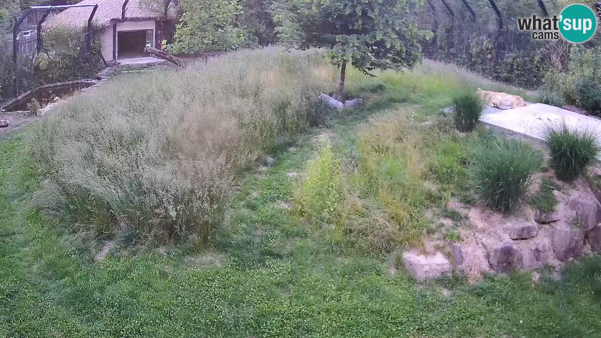 Live Ljubljana Zoo webcam Lion