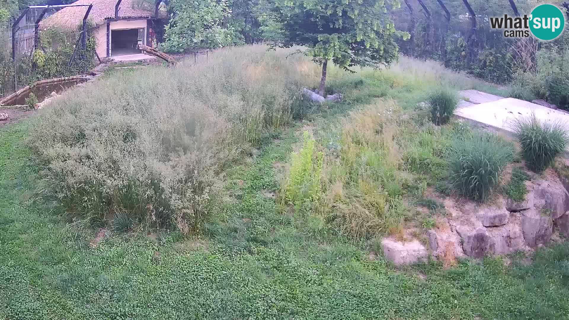 Live Ljubljana Zoo webcam Lion