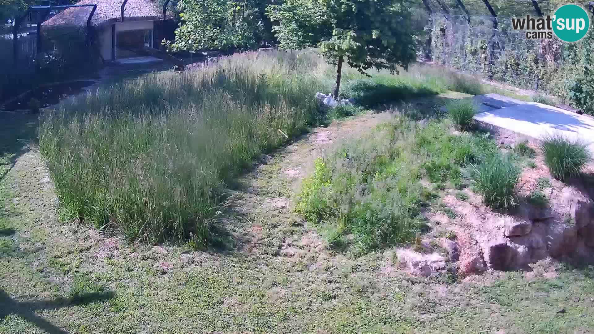 Zoo Lubiana live webcam Leoni