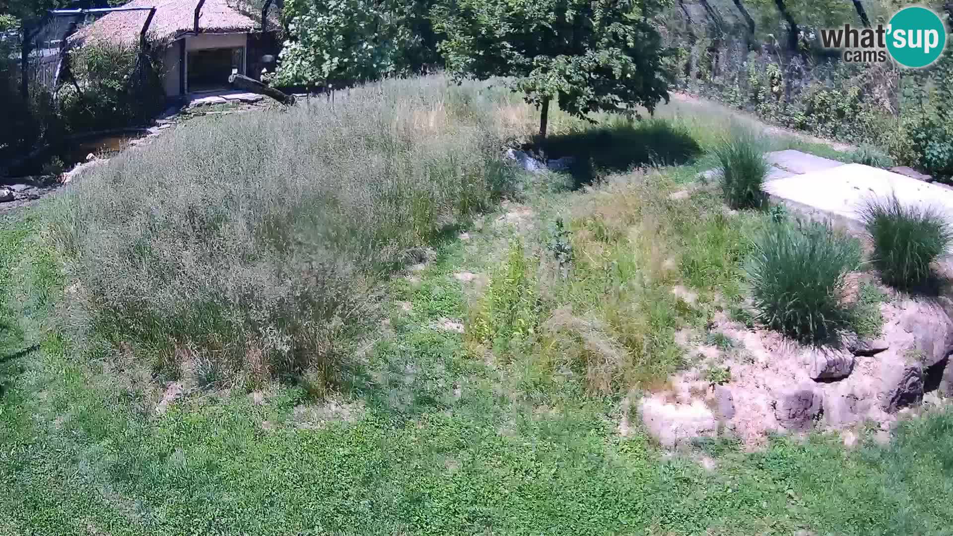 Zoo Lubiana live webcam Leoni