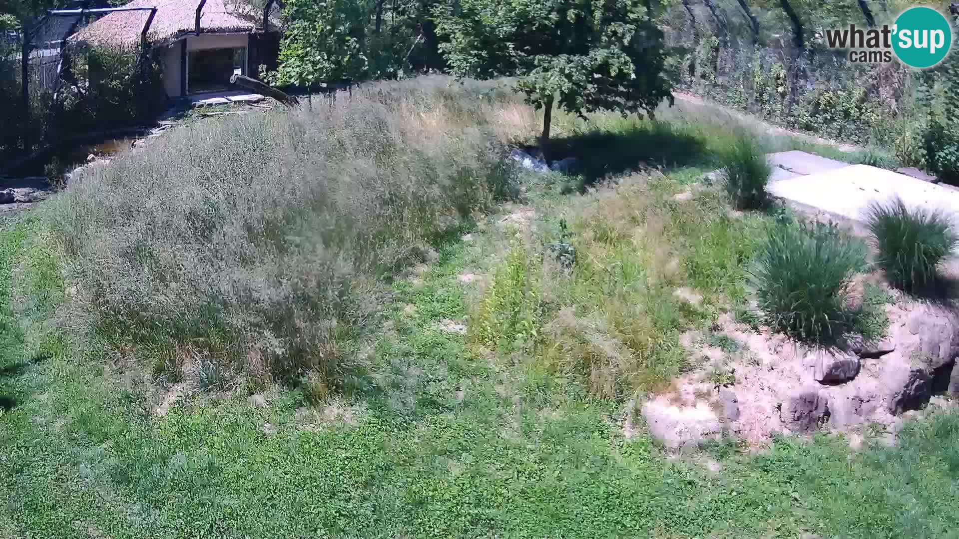 Zoo Lubiana live webcam Leoni