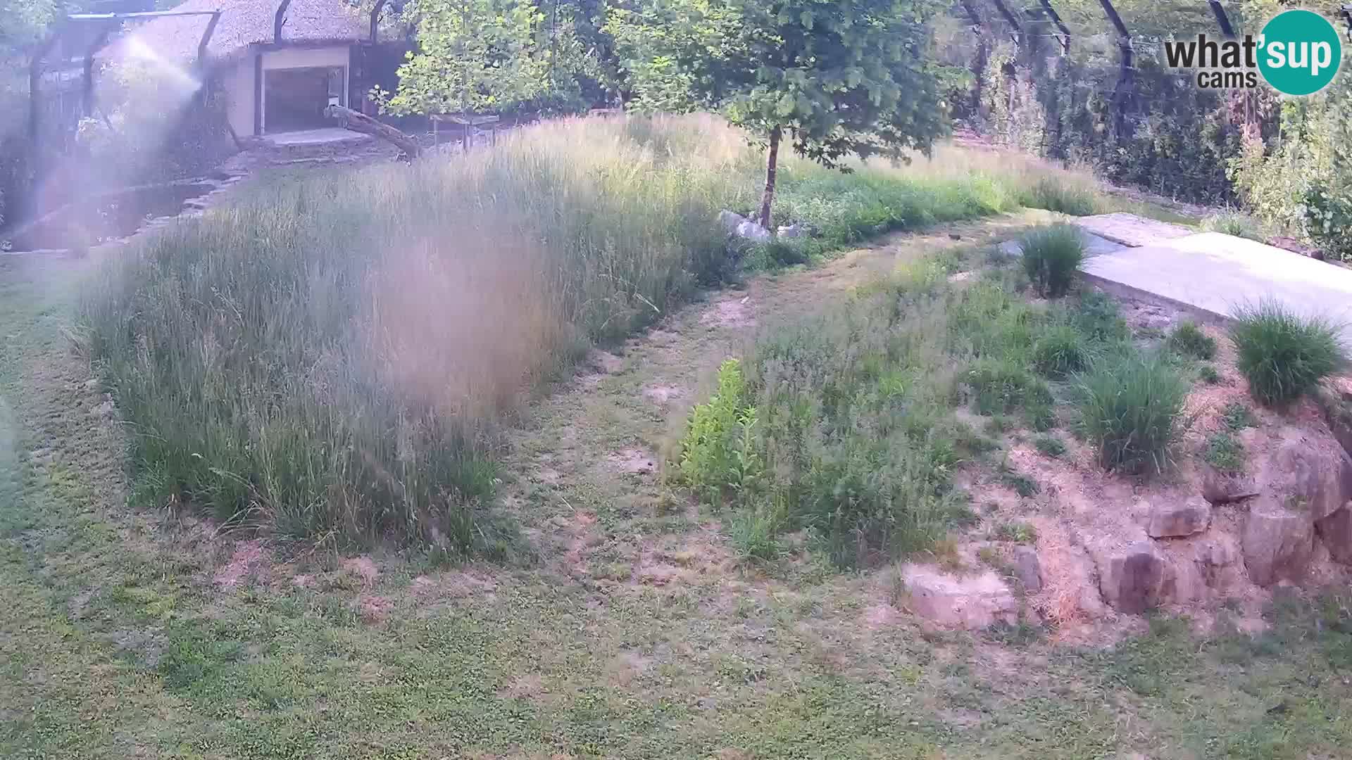 Live Ljubljana Zoo webcam Lion