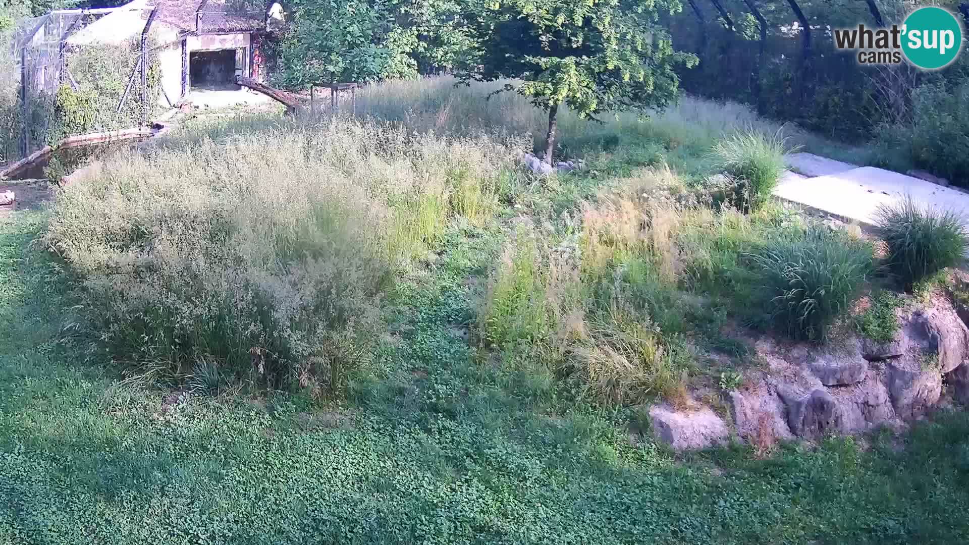 Zoo Ljubljana webcam Löwen