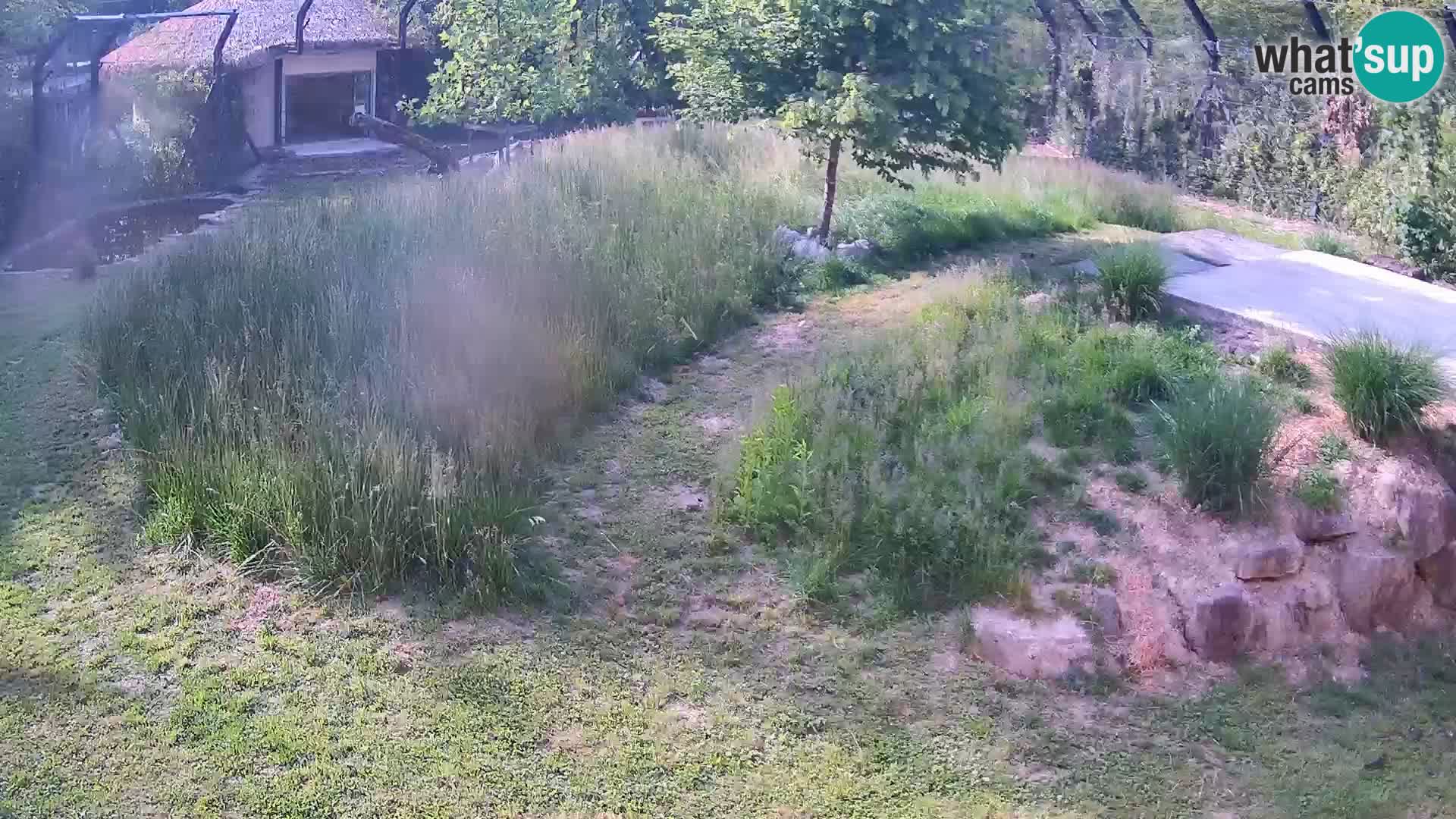 Zoo Ljubljana webcam Löwen