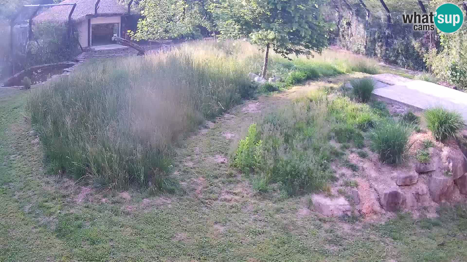 Zoo Ljubljana webcam Löwen