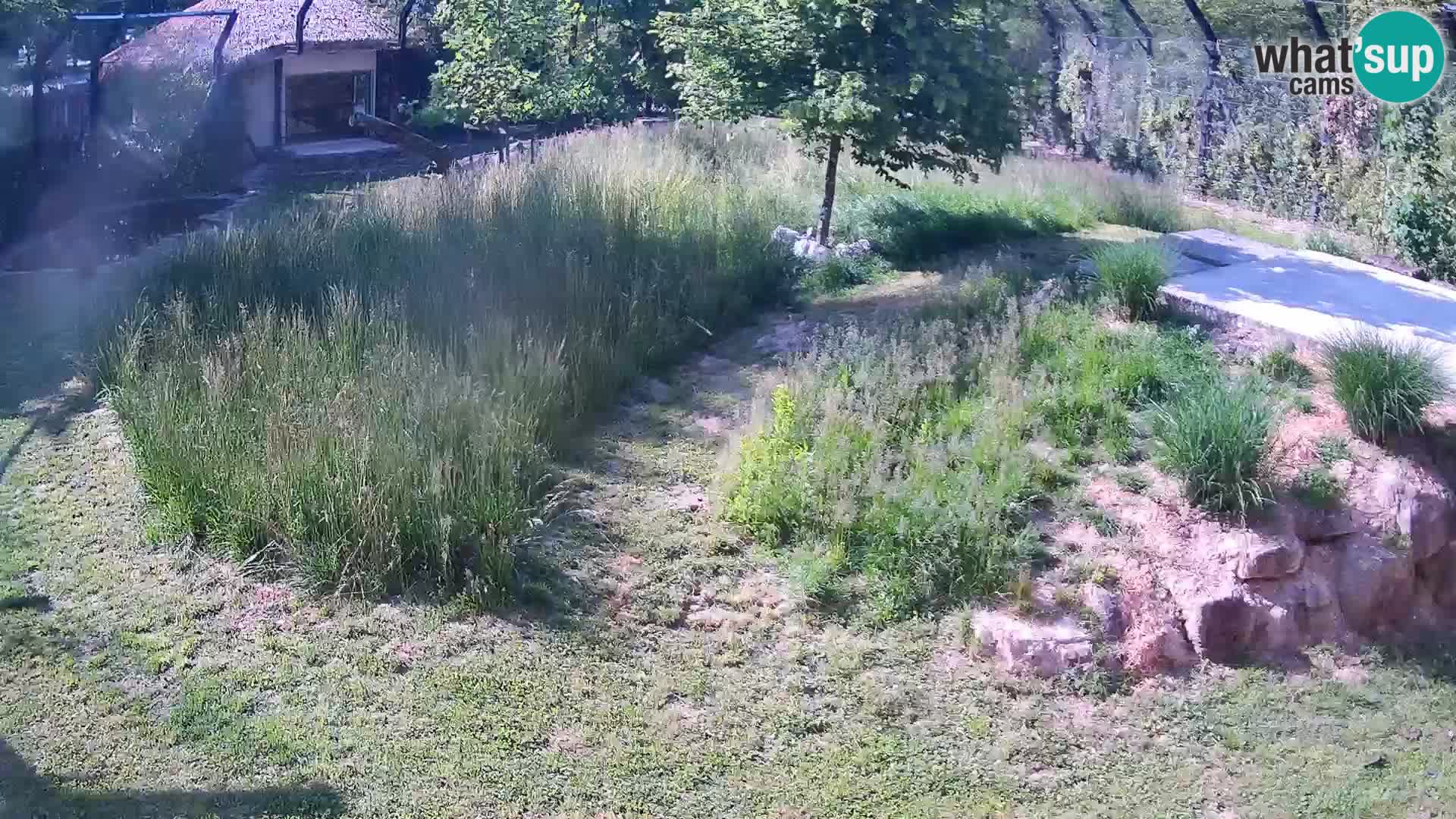 Live Ljubljana Zoo webcam Lion