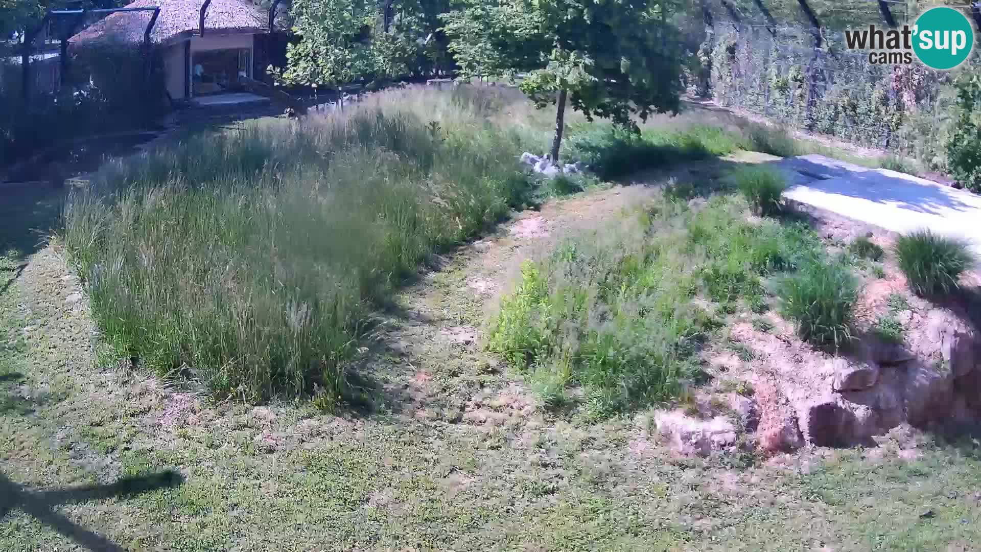 Live Ljubljana Zoo webcam Lion