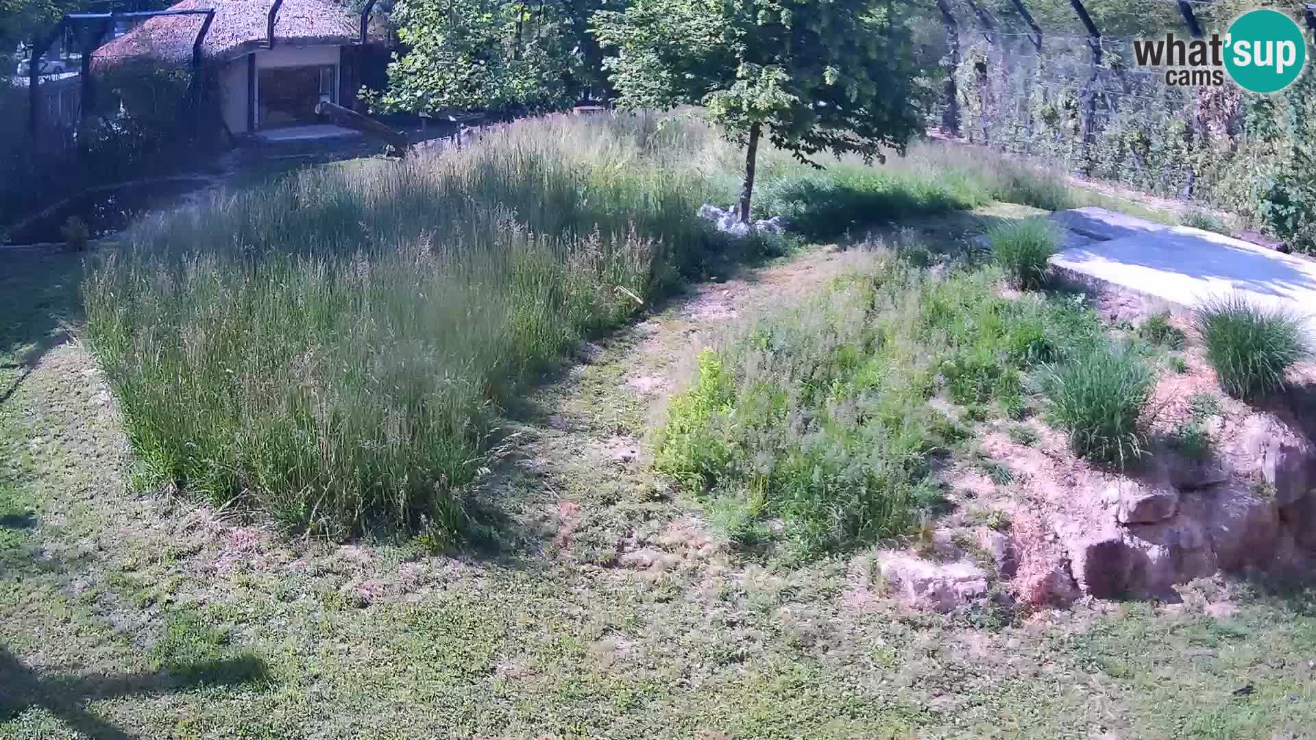 Zoo Ljubljana web kamera Lavovi