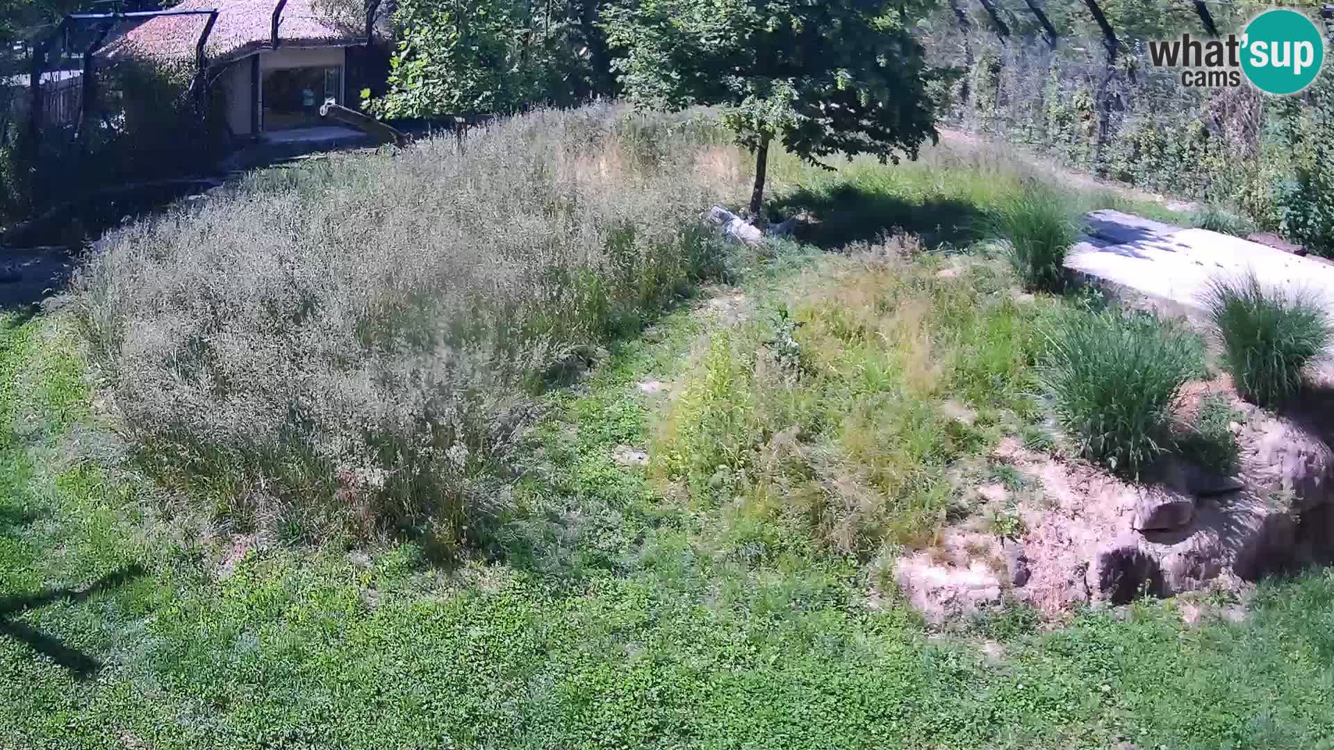 Zoo Ljubljana web kamera Lavovi