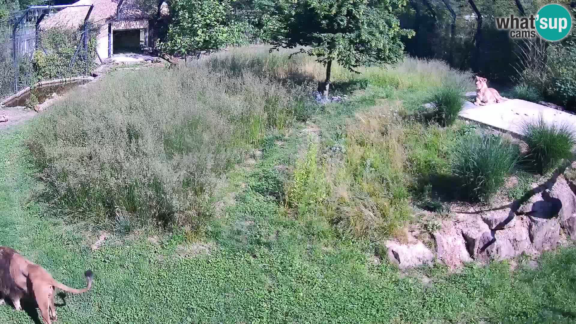 Zoo Ljubljana web kamera Lavovi