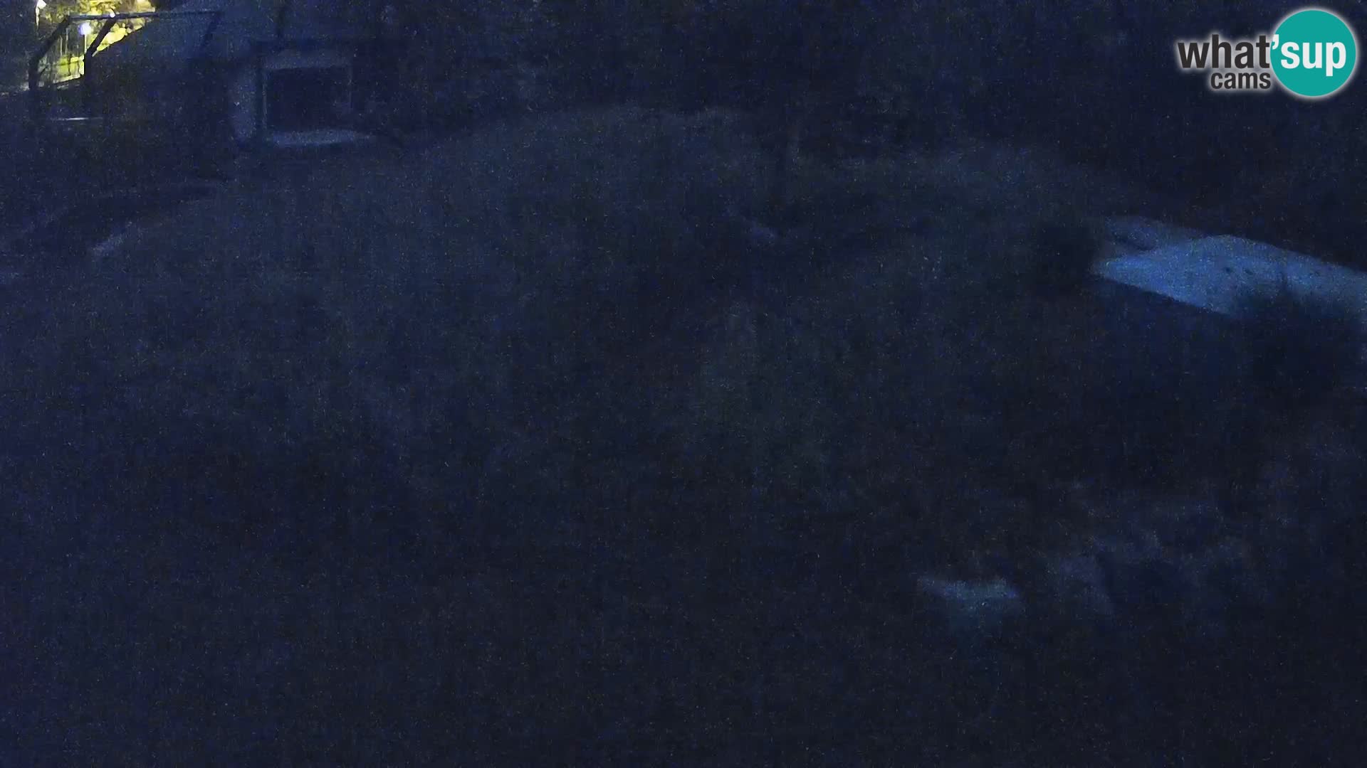 Live Ljubljana Zoo webcam Lion